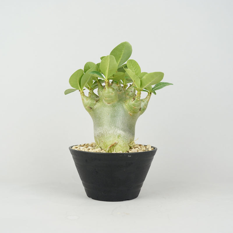 アデニウム・アラビカム “Fat & Short” 「Adenium arabicum “Fat & Short”」/ AD0013