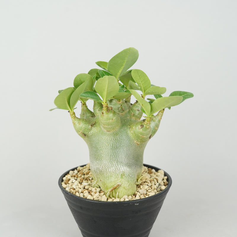 アデニウム・アラビカム “Fat & Short” 「Adenium arabicum “Fat & Short”」/ AD0013