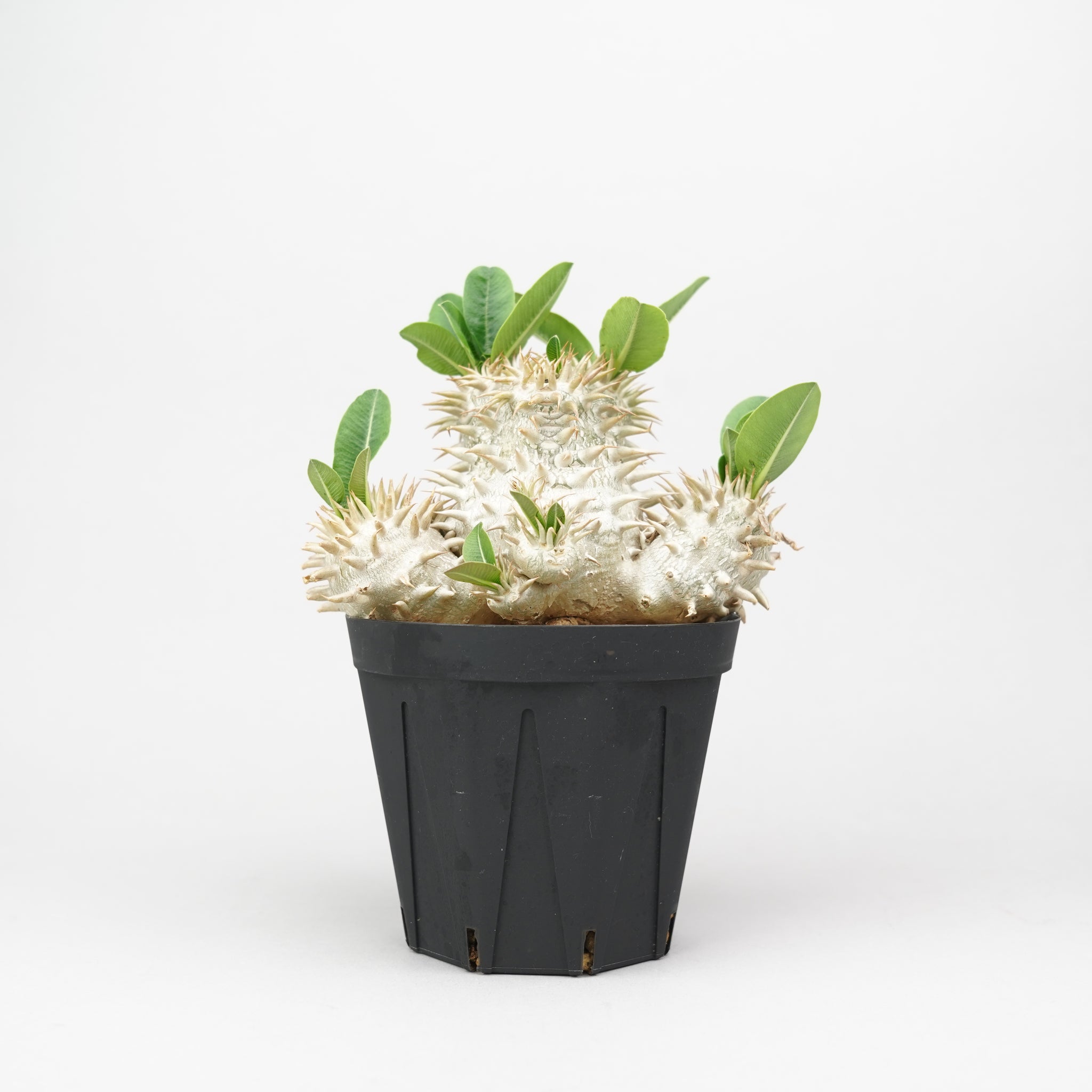 パキポディウム・エブレネウム「Pachypodium Eburneum」/PA281 – Hachi-8