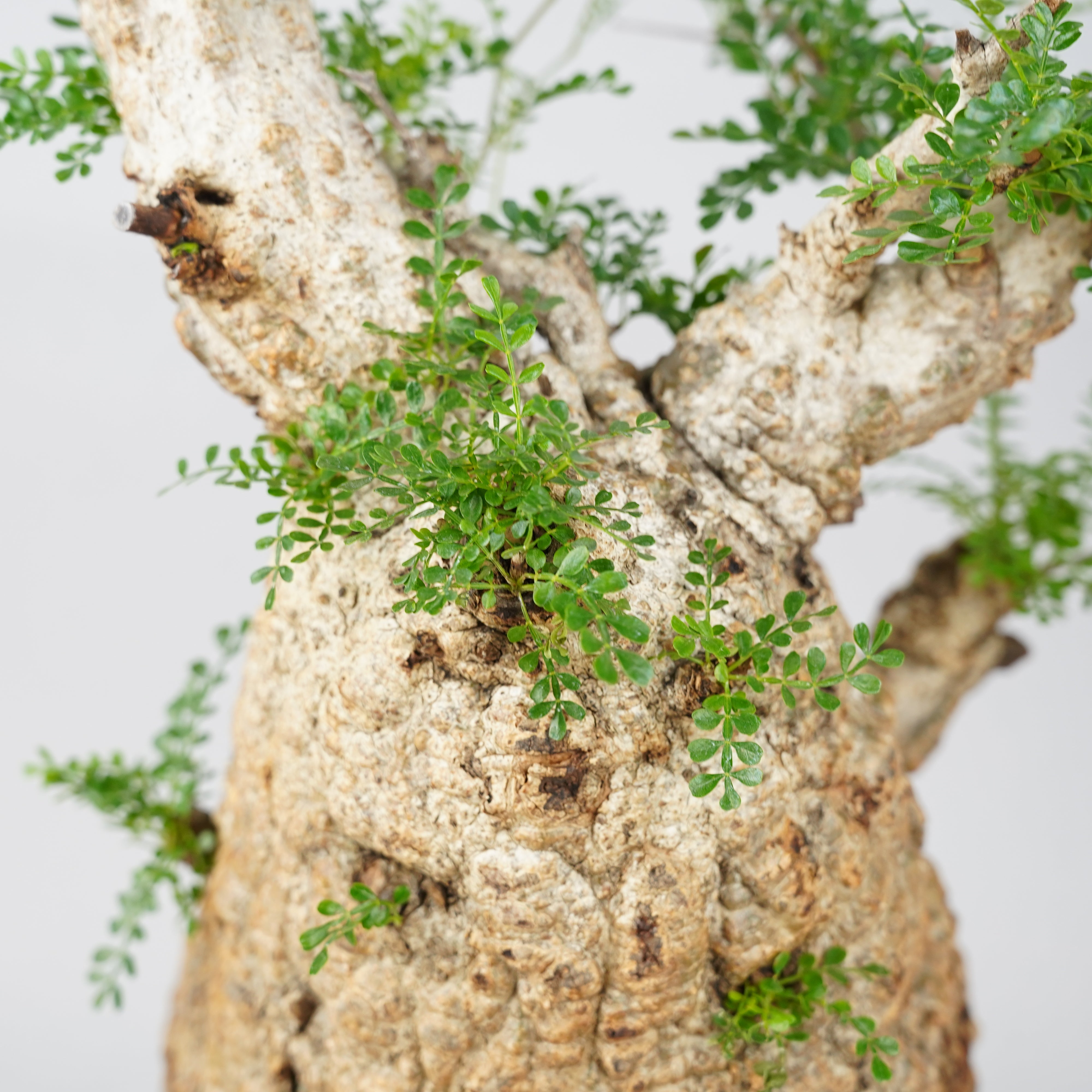 オペルクリカリアパキプス「 Operculicarya pachypus 」発根済 ET1052