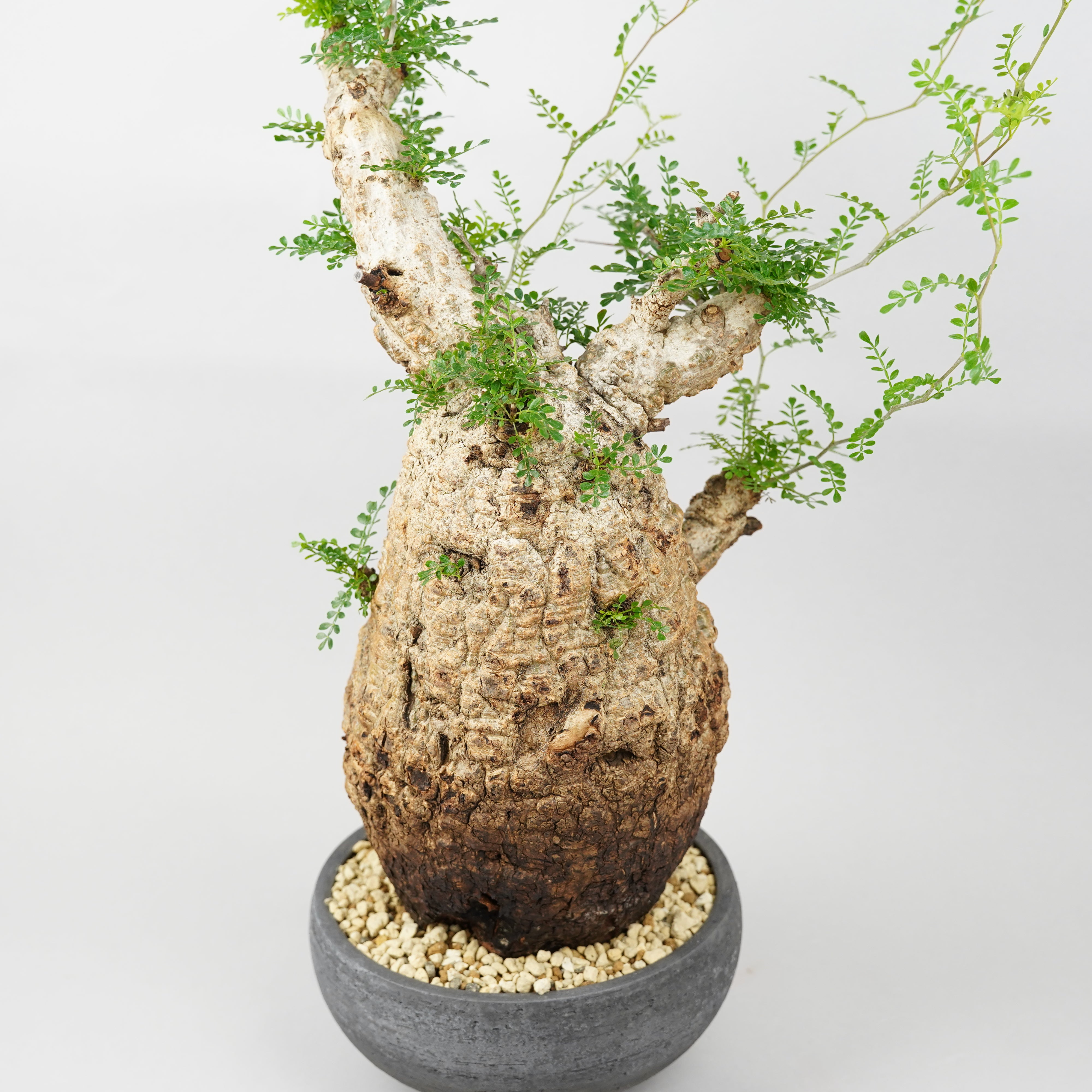 オペルクリカリアパキプス「 Operculicarya pachypus 」発根済 ET1052