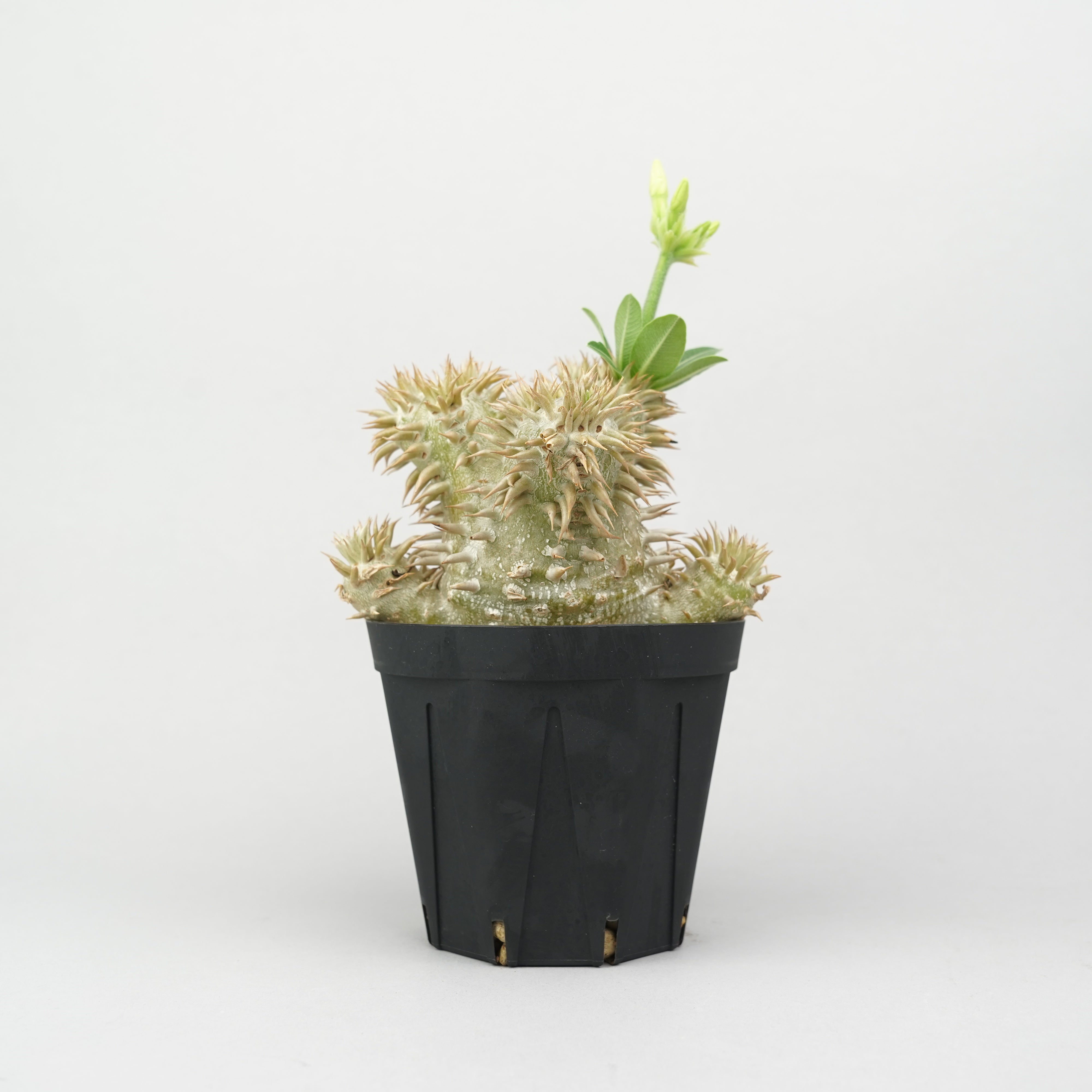 パキポディウム・エブレネウム「Pachypodium Eburneum」/PA287 – Hachi-8