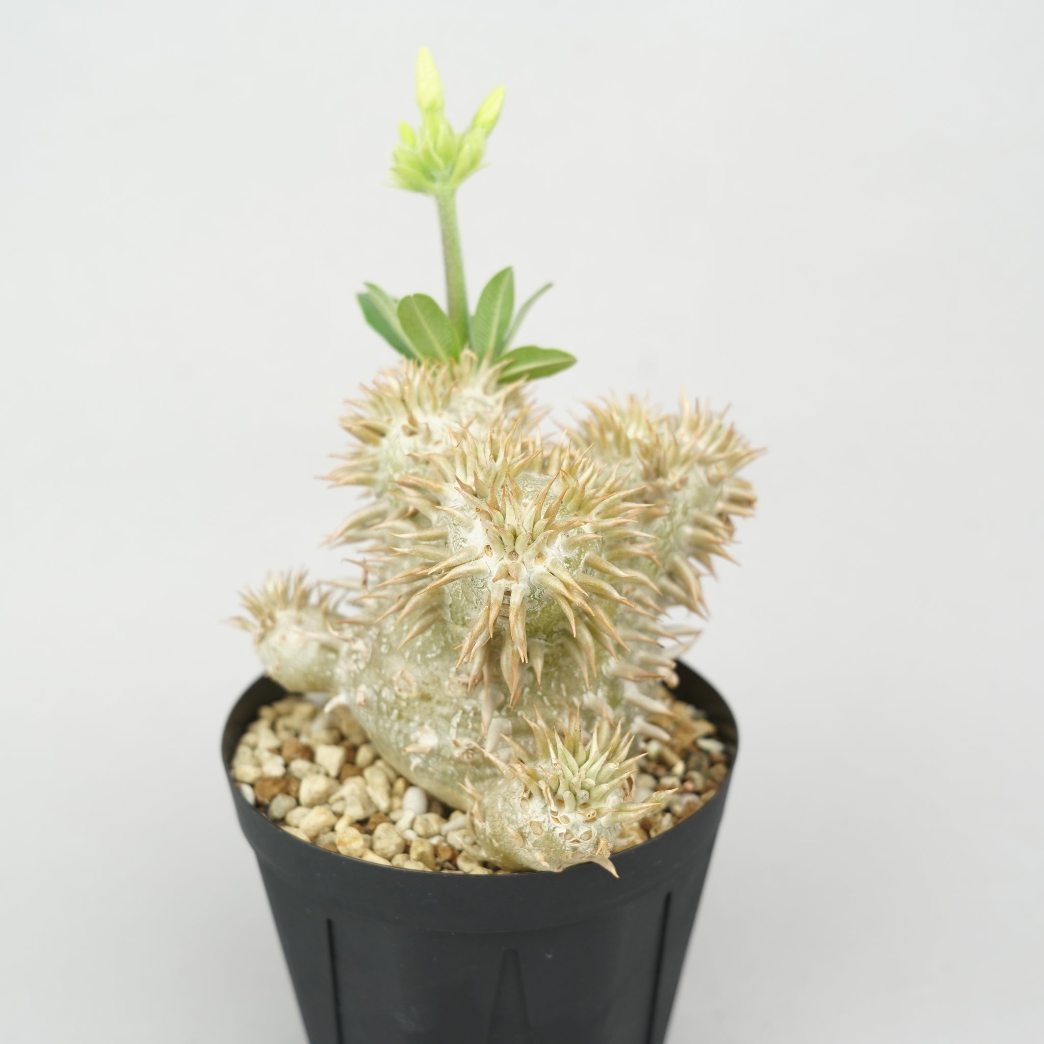 パキポディウム・エブレネウム「Pachypodium Eburneum」/PA287 – Hachi-8