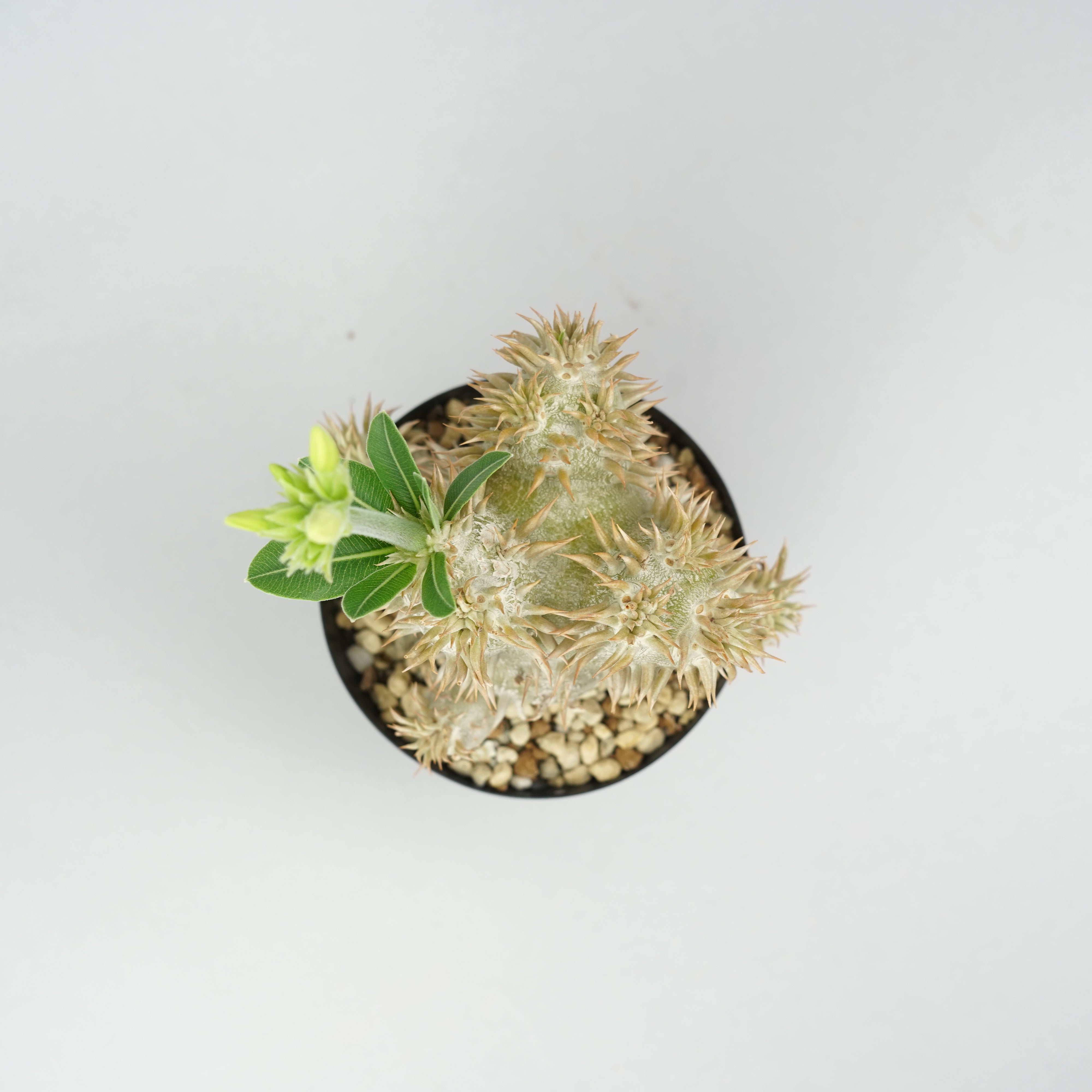パキポディウム エブレネウム Pachypodium eburneum ① パキポディウム・エブレネウム「Pachypodium Eburneum」/PA287 – Hachi-8
