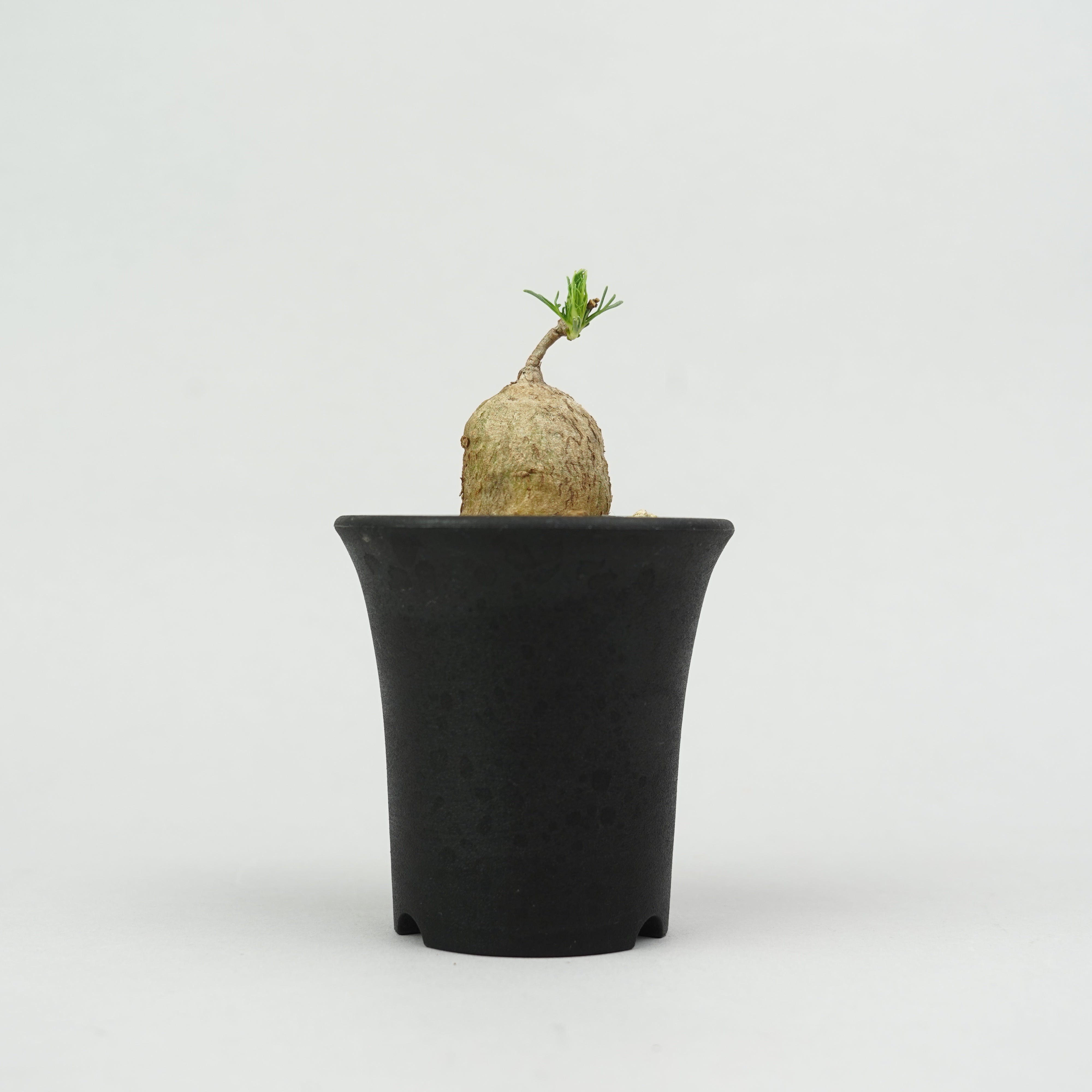 商品 – – Hachi-8