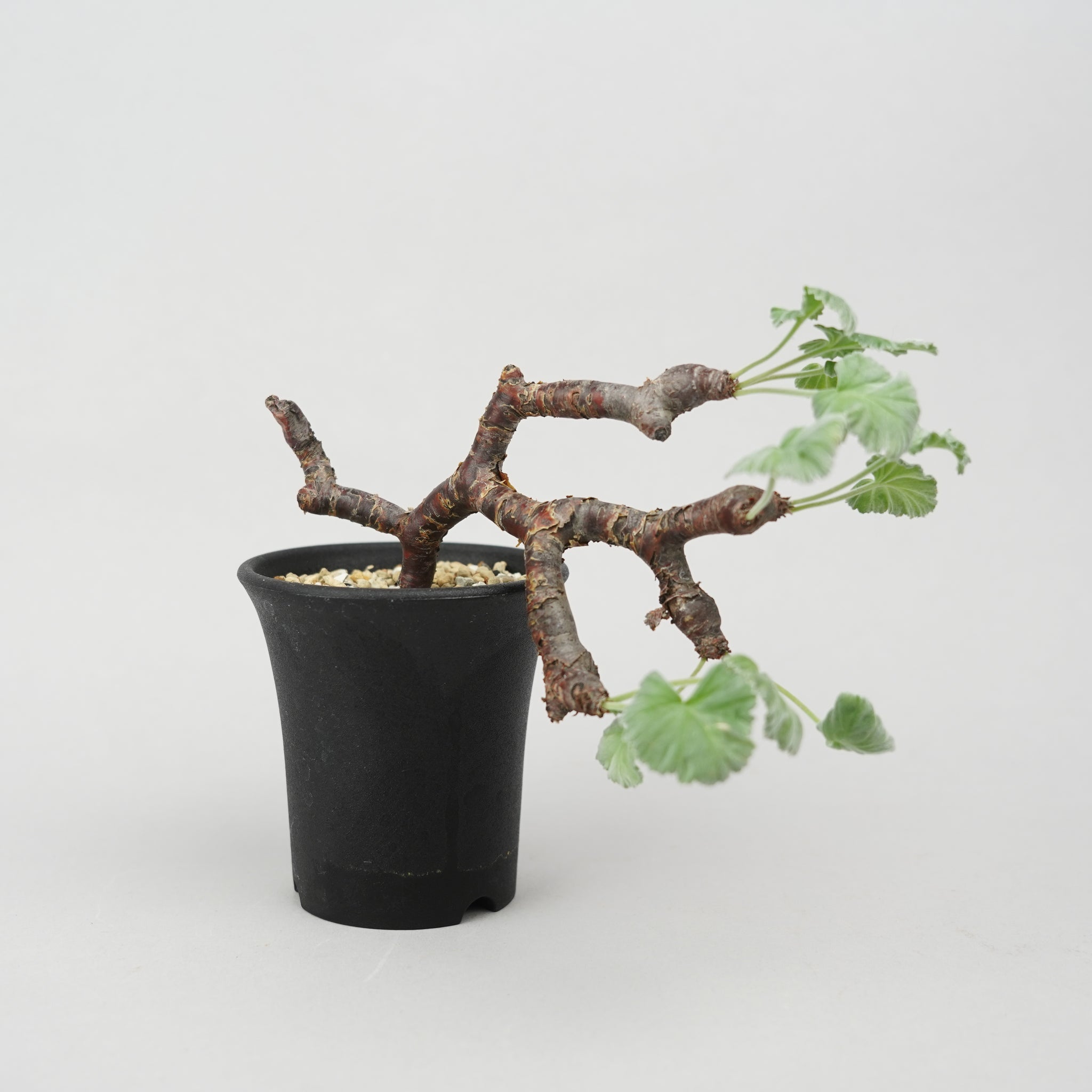 植物/冬型植物/ミラビレ – Hachi-8