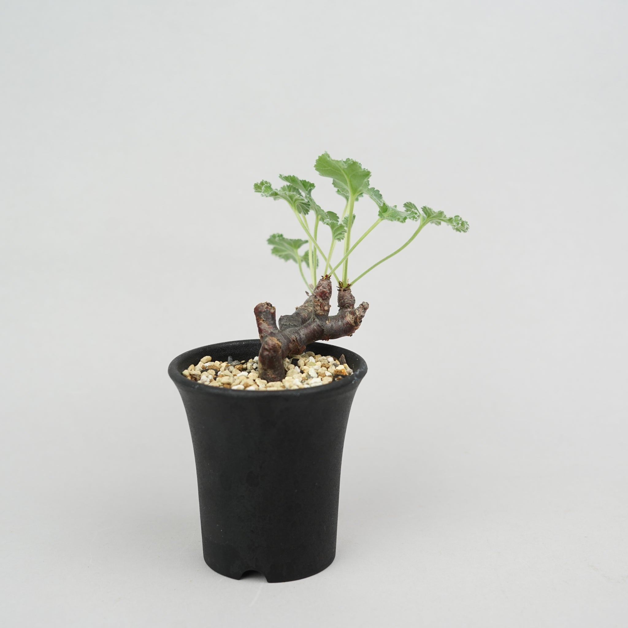 Pelargonium ペラルゴニウム mirabile ミラビレ ⁄ ペラルゴニウム