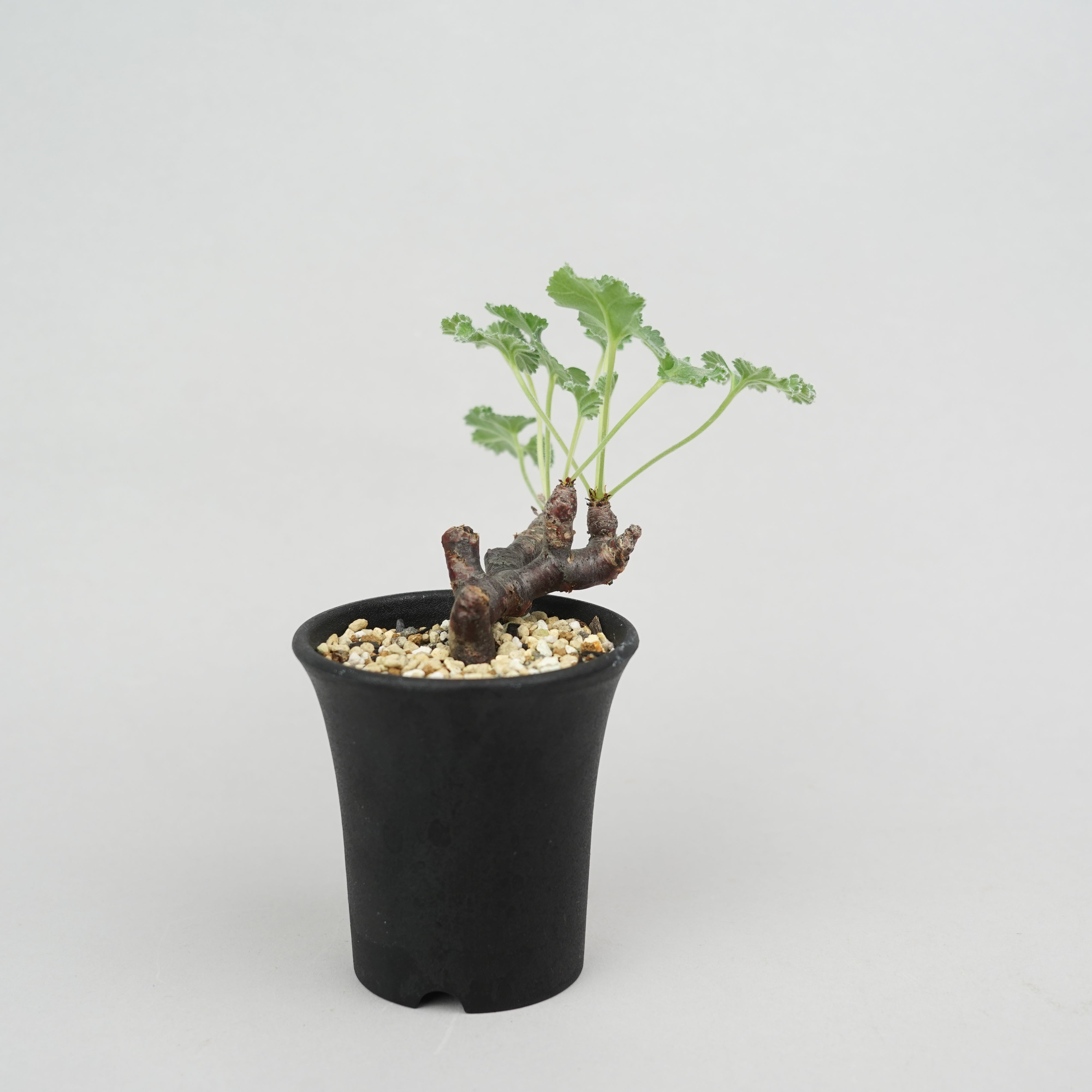 ペラルゴニウム・ミラビレ 「Pelargonium Mirabile」/ PL0206 – Hachi-8