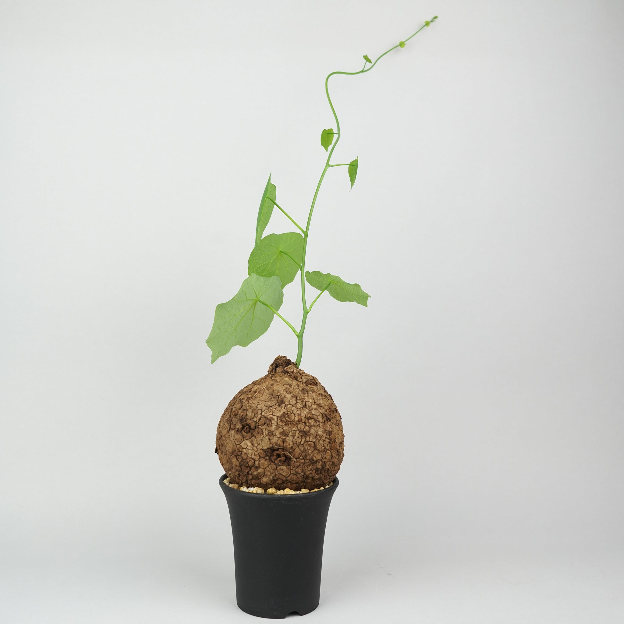 植物/ステファニア/スベローサ – Hachi-8 植物/ステファニア/スベローサ – Hachi-8