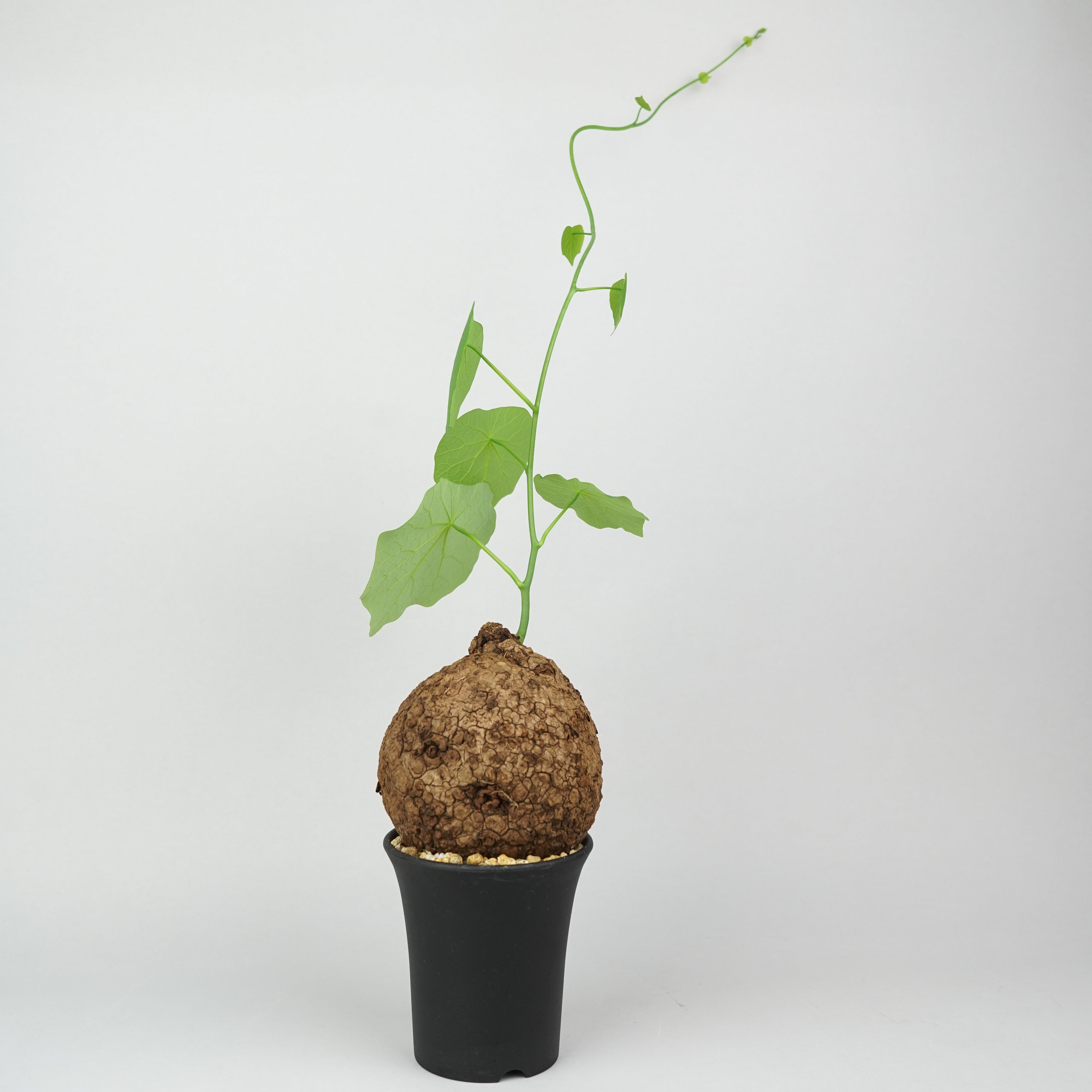 ステファニア スベローサ 観葉植物 植物/ステファニア/スベローサ – Hachi-8