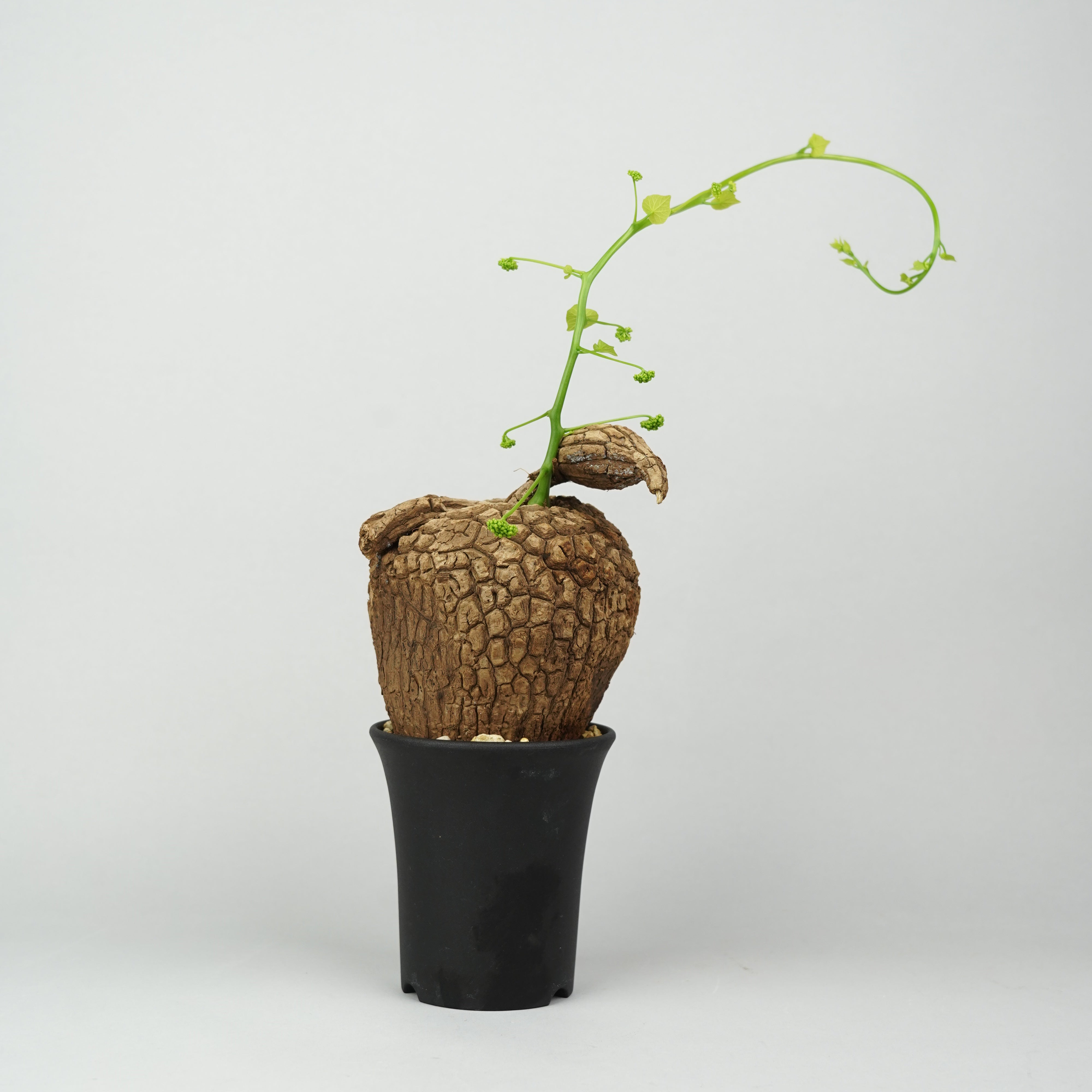 ステファニア スベローサ 観葉植物 植物/ステファニア/スベローサ – Hachi-8