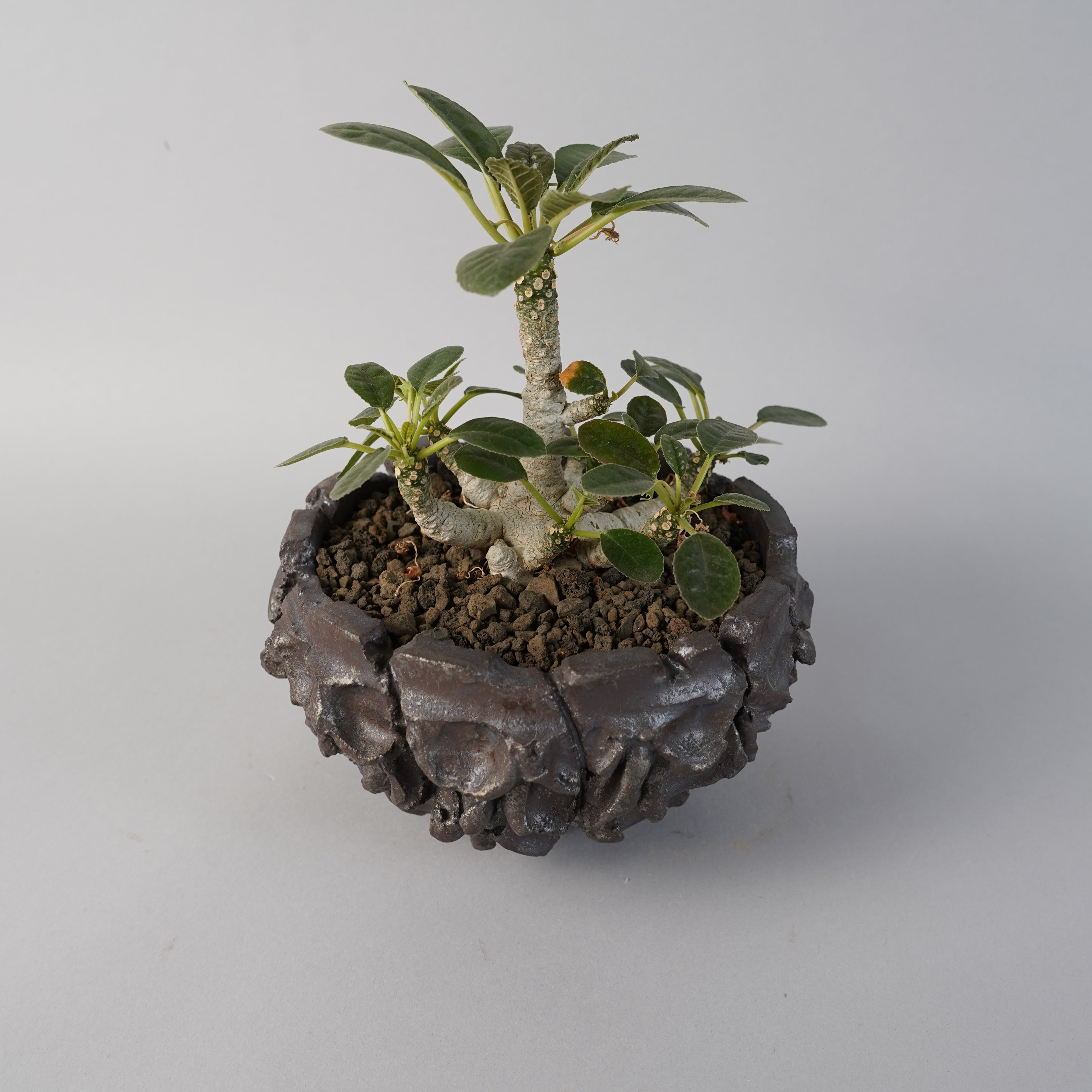 ドルステニア フォエチダ綴化　鉢ごと発送 Amazon.co.jp: PLANCHU 塊根植物 ドルステニア フォエチダ 3.5号