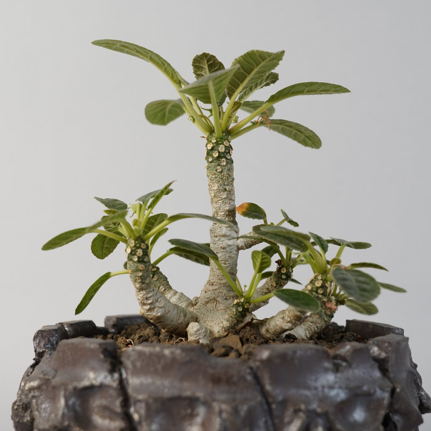 ドルステニア フォエチダ 「Dorstenia foetida」/ET0057×鉢 4nWH50