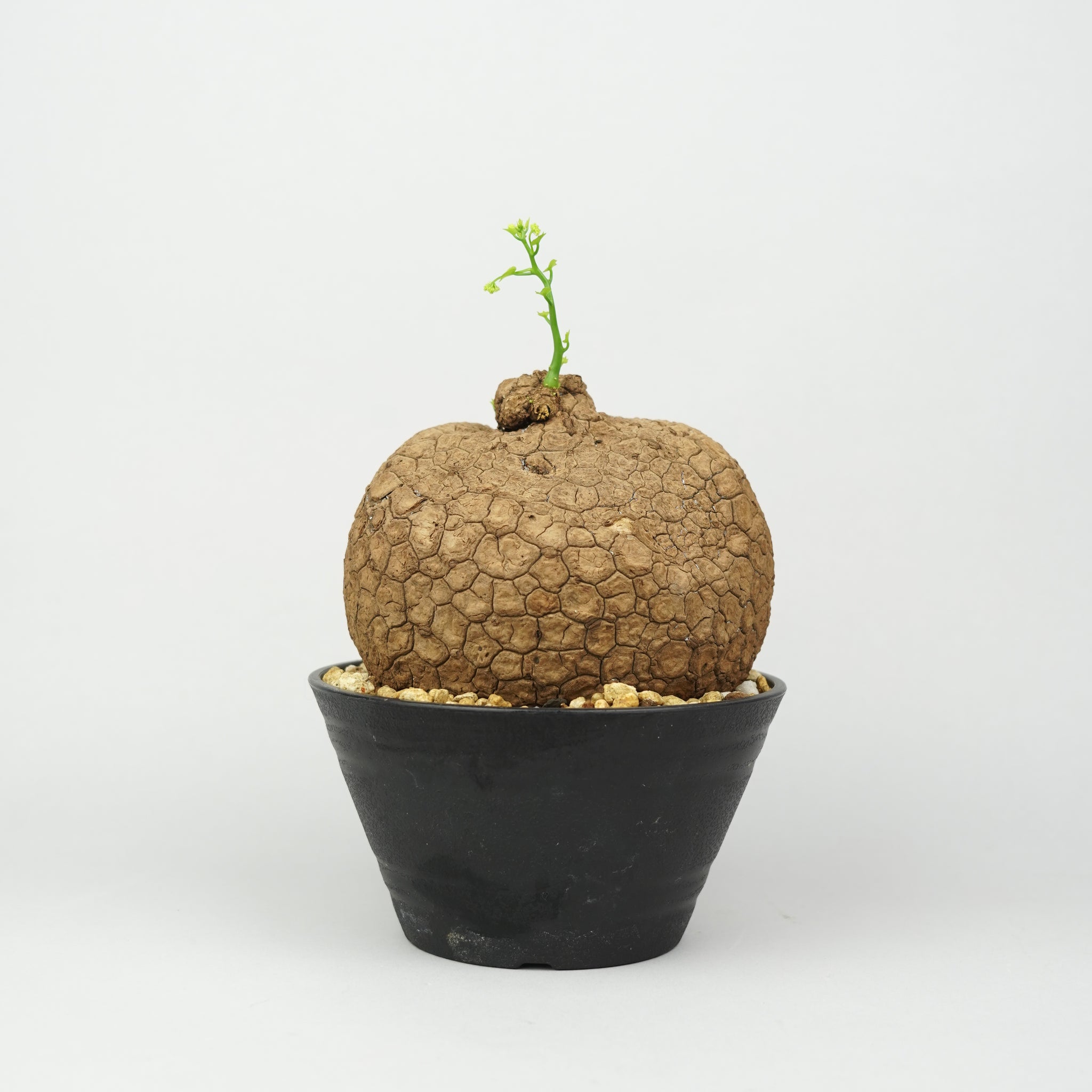 植物/ステファニア/スベローサ – Hachi-8