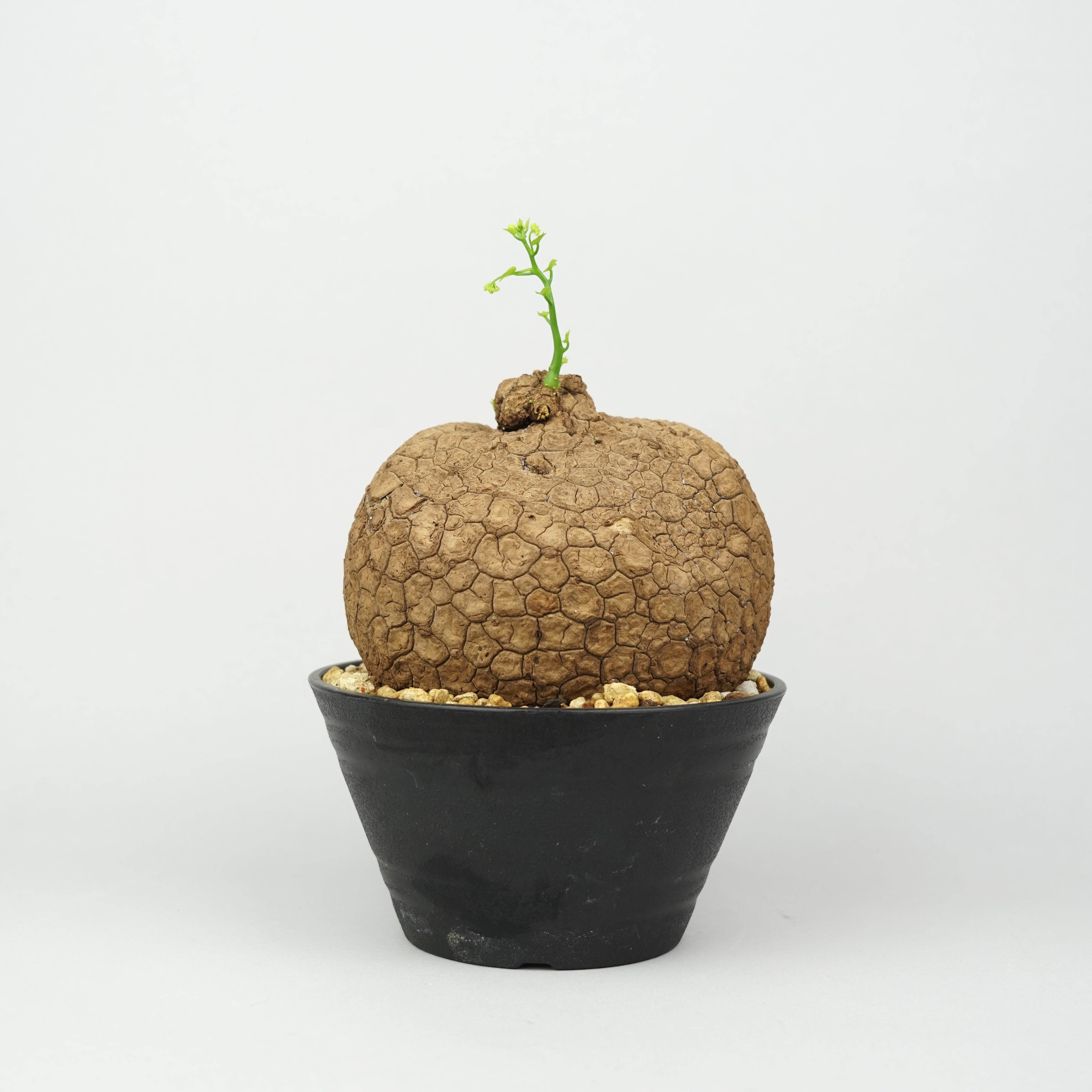 植物/ステファニア/スベローサ – Hachi-8