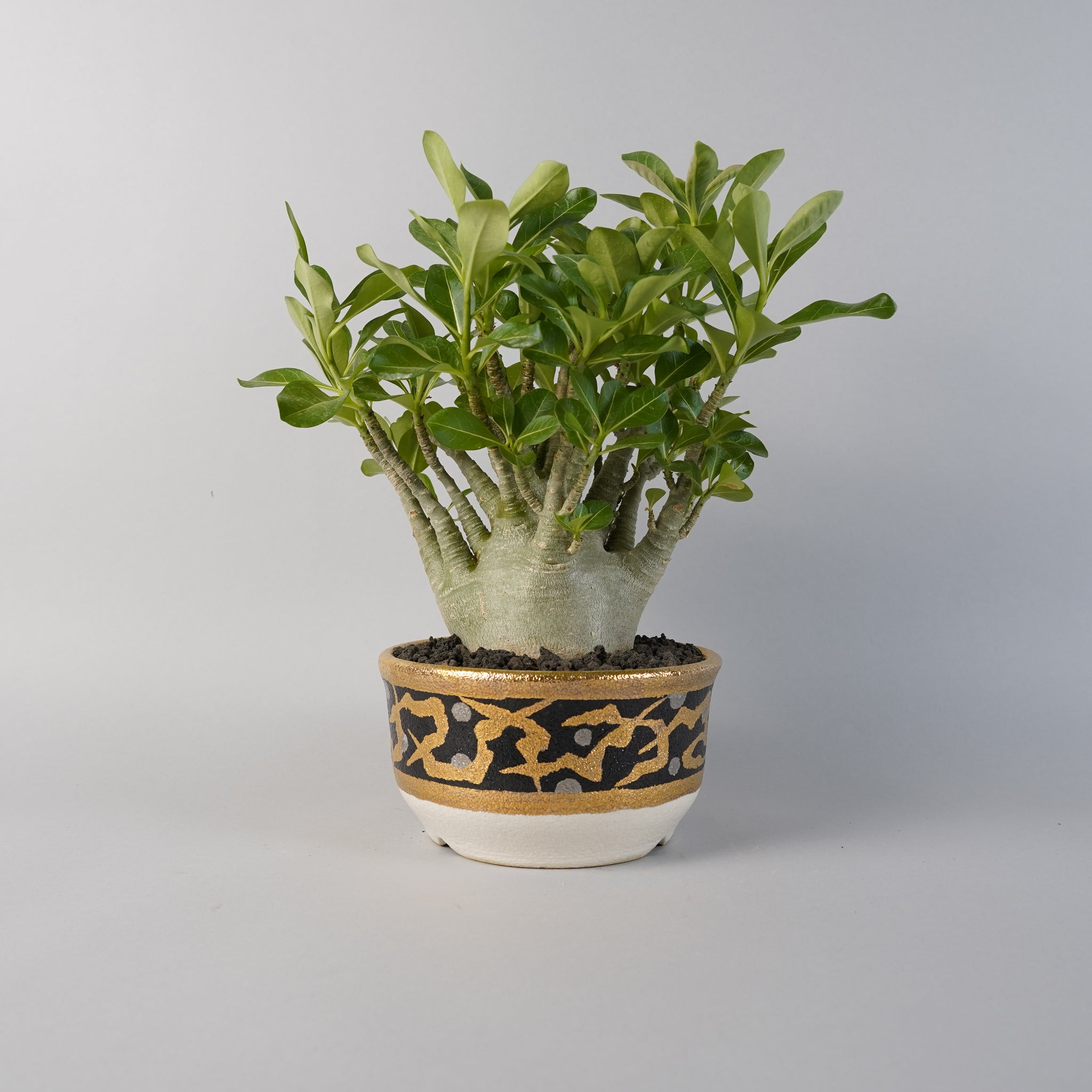 アデニウム アラビカム ドワーフ adenium arabicum dwarf/AD0002×鉢1kKE149