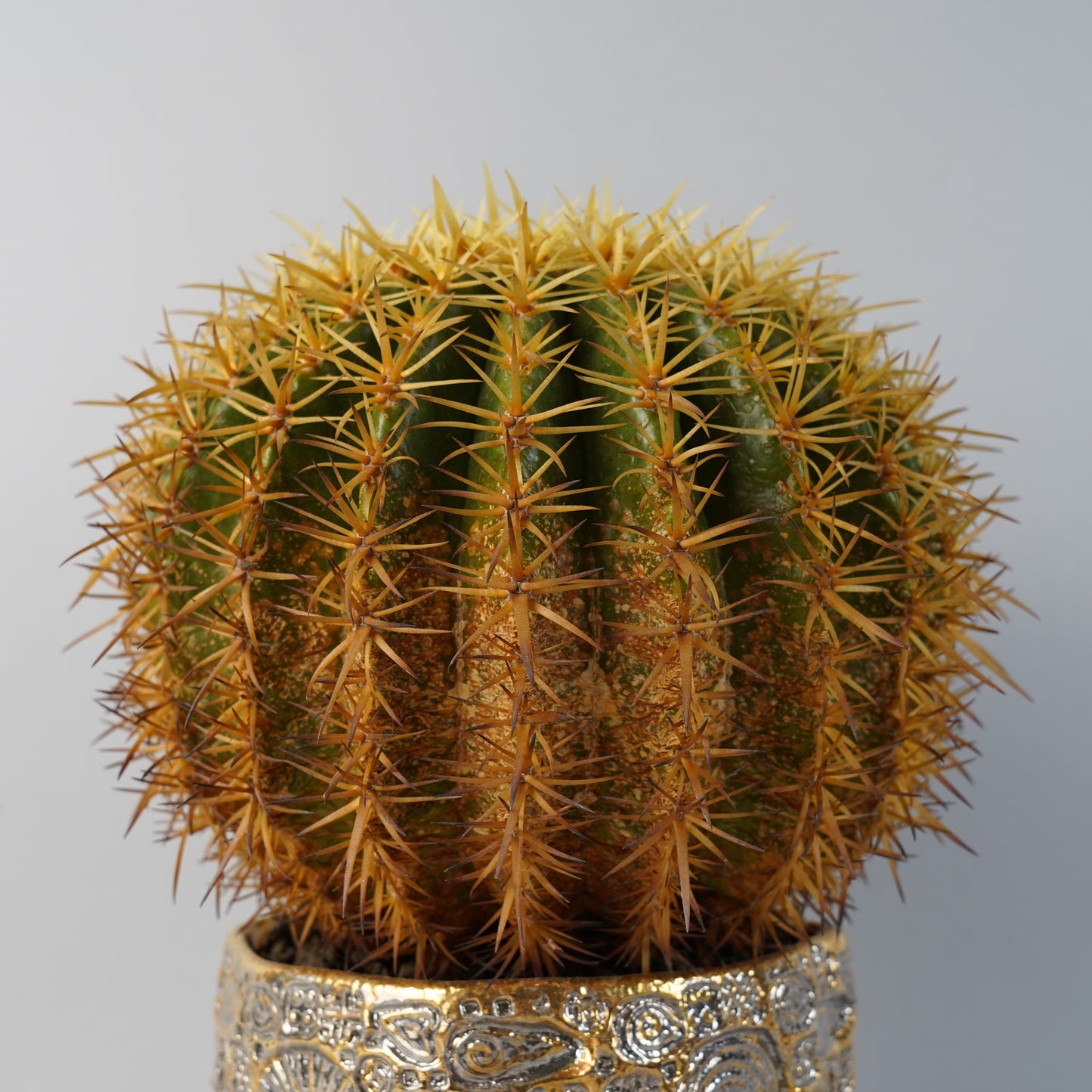 エキノカクタス 王金鯱 Echinocactus grusonii v./CA0169×鉢1kKE50