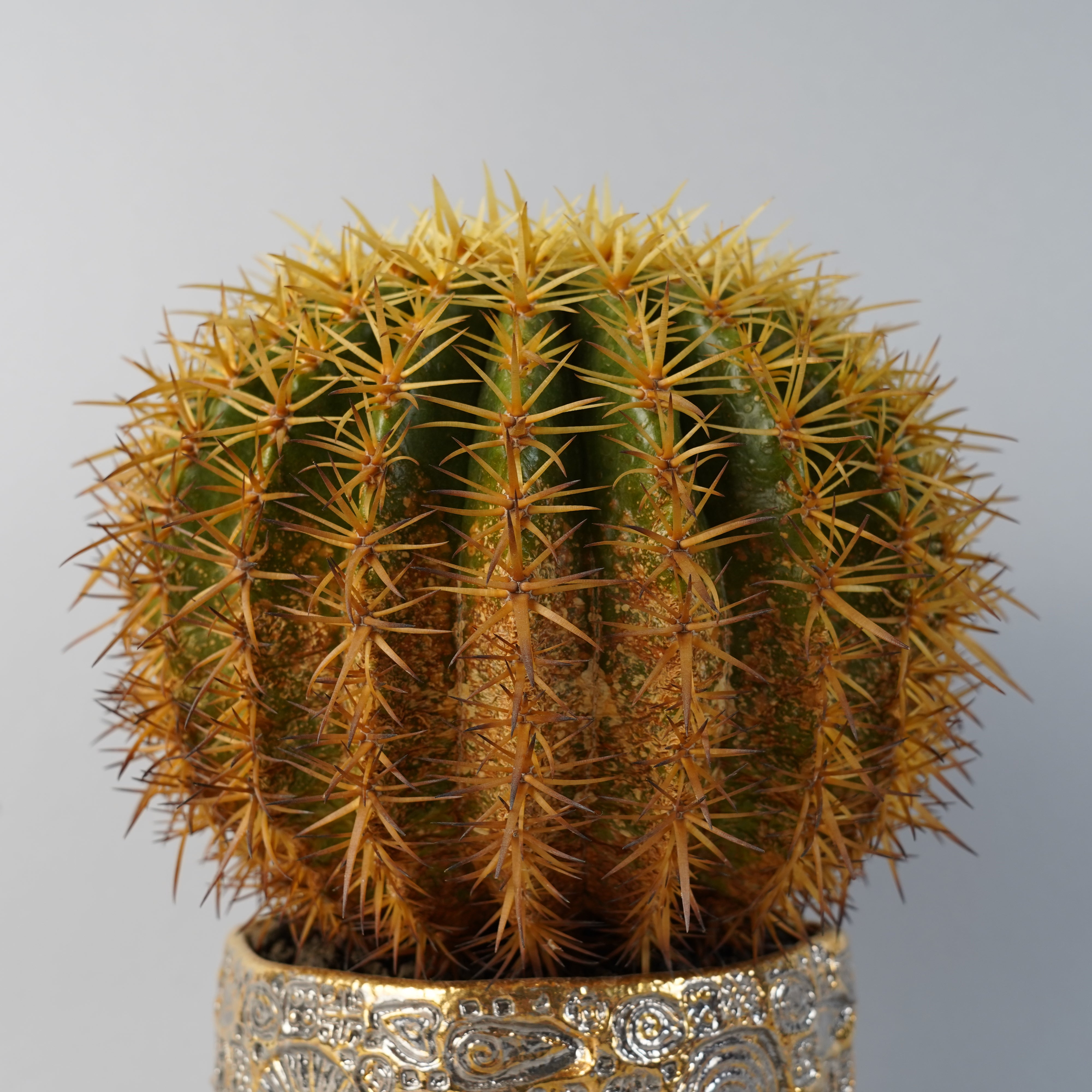 エキノカクタス 王金鯱 Echinocactus grusonii v./CA0169×鉢1kKE50 – Hachi-8