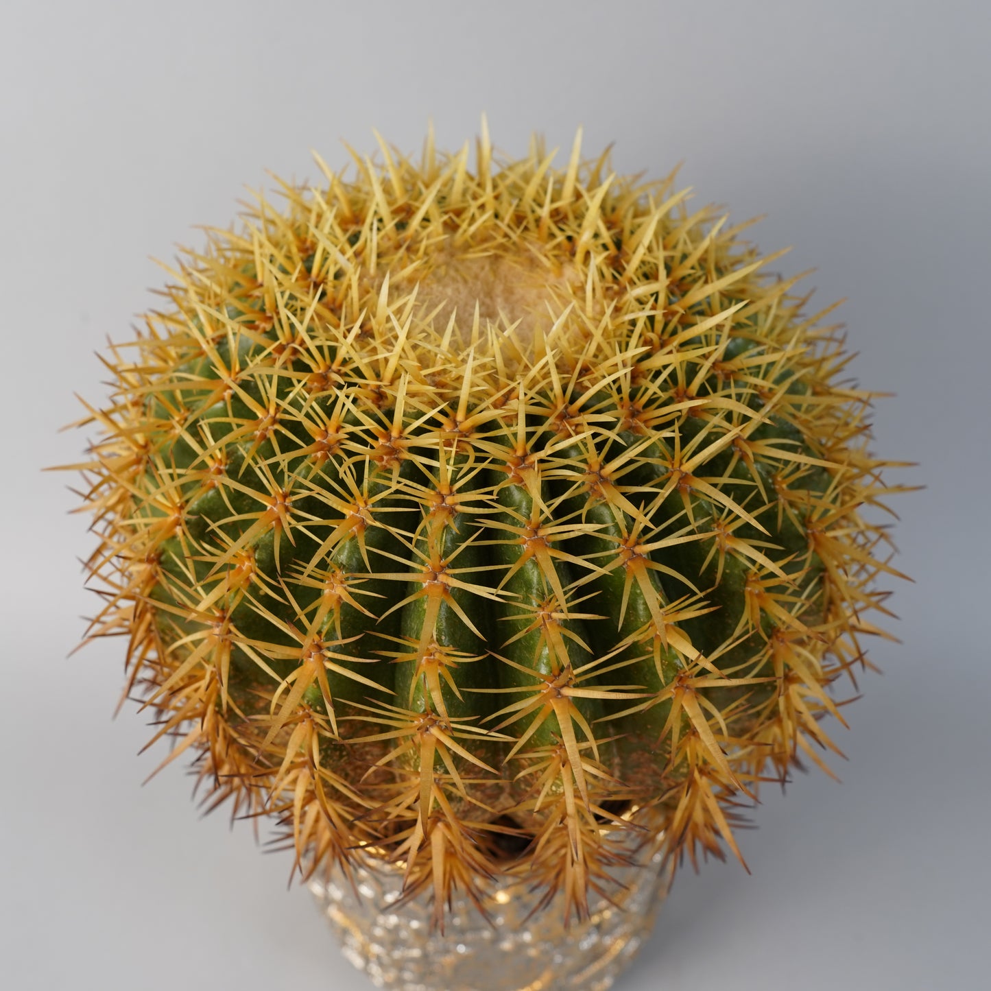 エキノカクタス 王金鯱 Echinocactus grusonii v./CA0169×鉢1kKE50