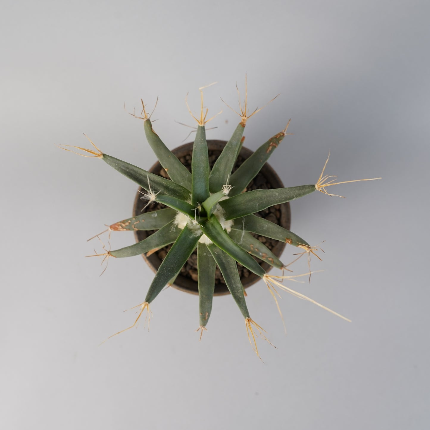 晃山 「Leuchtenbergia principis」/CA0154×鉢4nWH21