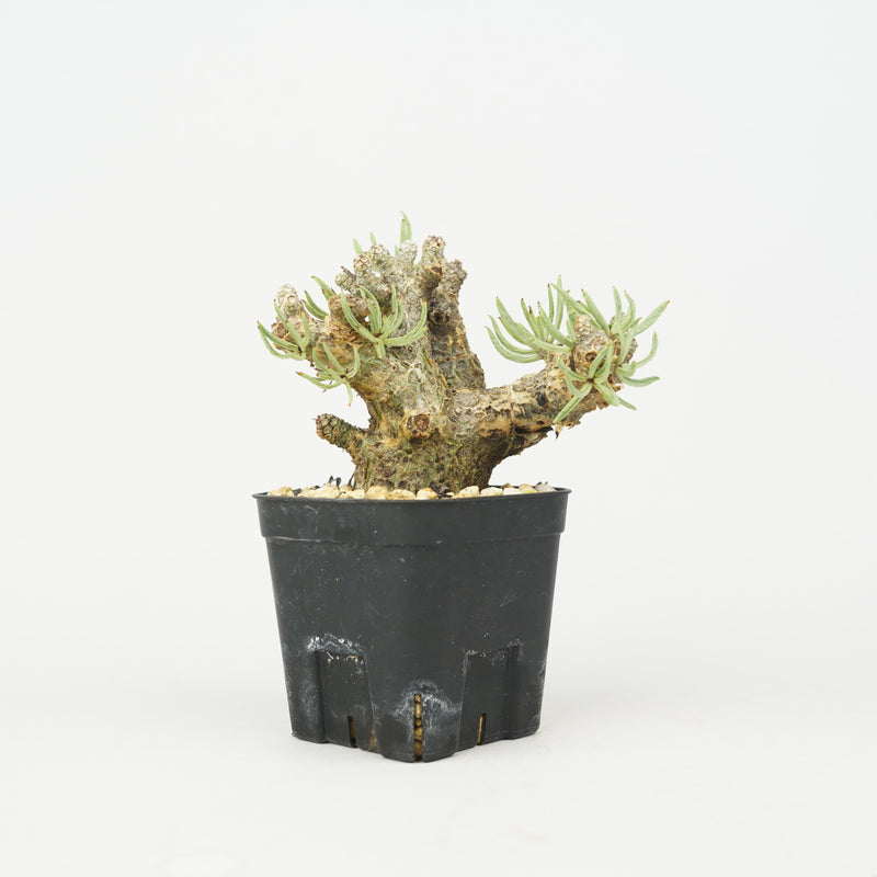チレコドン・ペアルソニー「Tylecodon pearsonii」/WI066