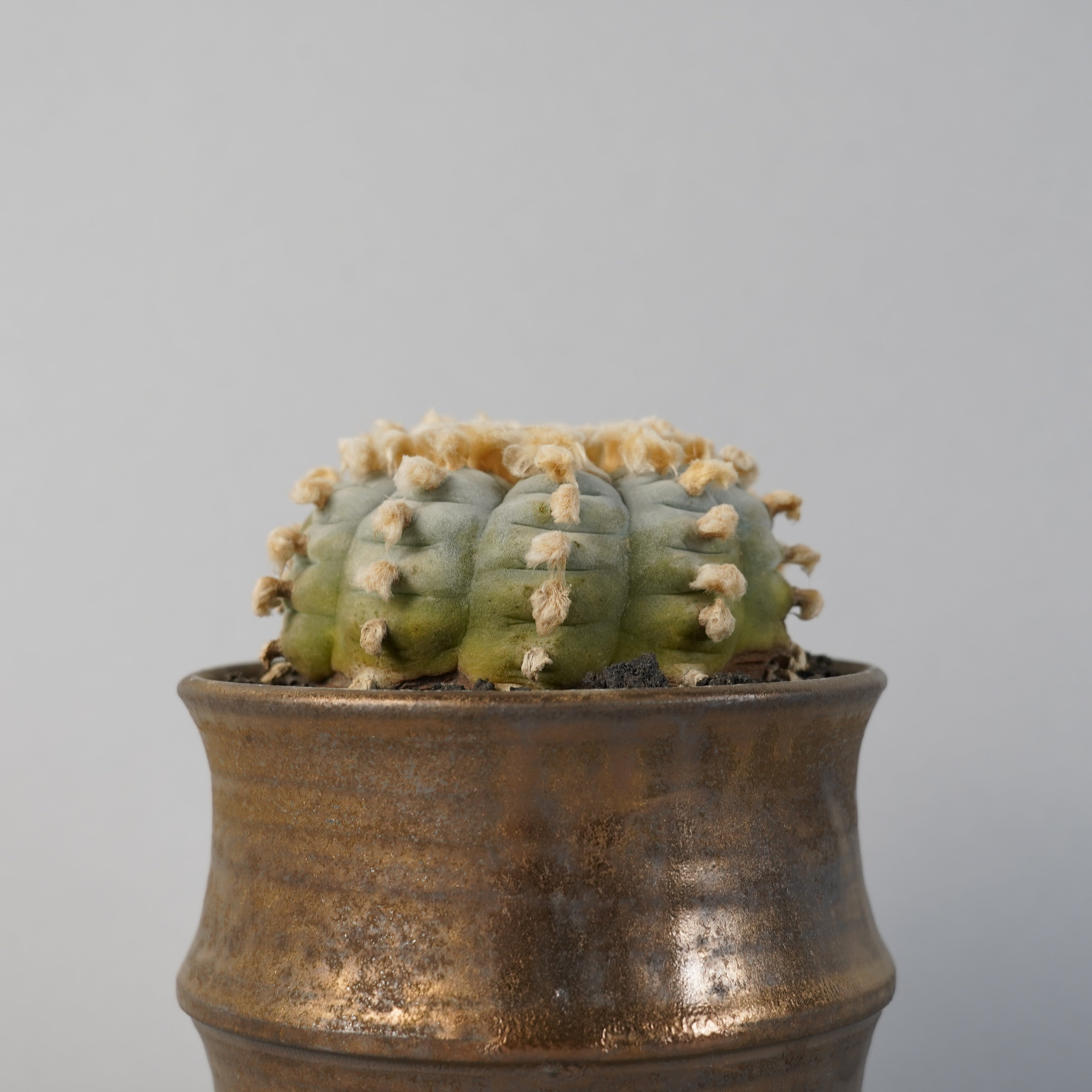 ロフォフォラ 鳥羽玉 「Lophophora williamsii」/CA0158＋鉢4nWH78 ②