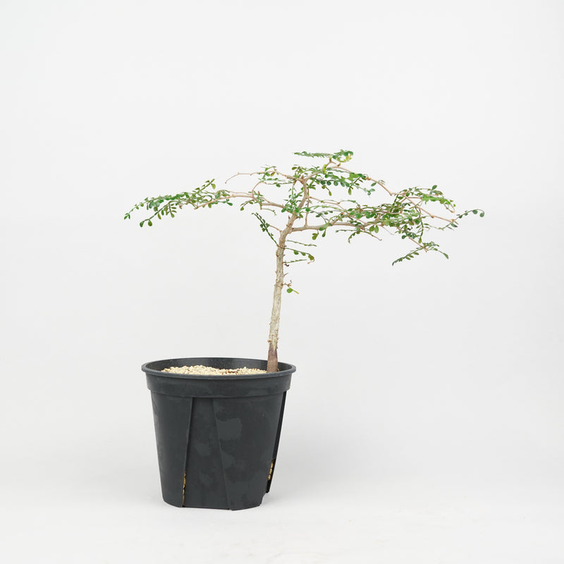 オペルクリカリア・パキプス 実生「Operculicarya pachypus seedling」/ET1160