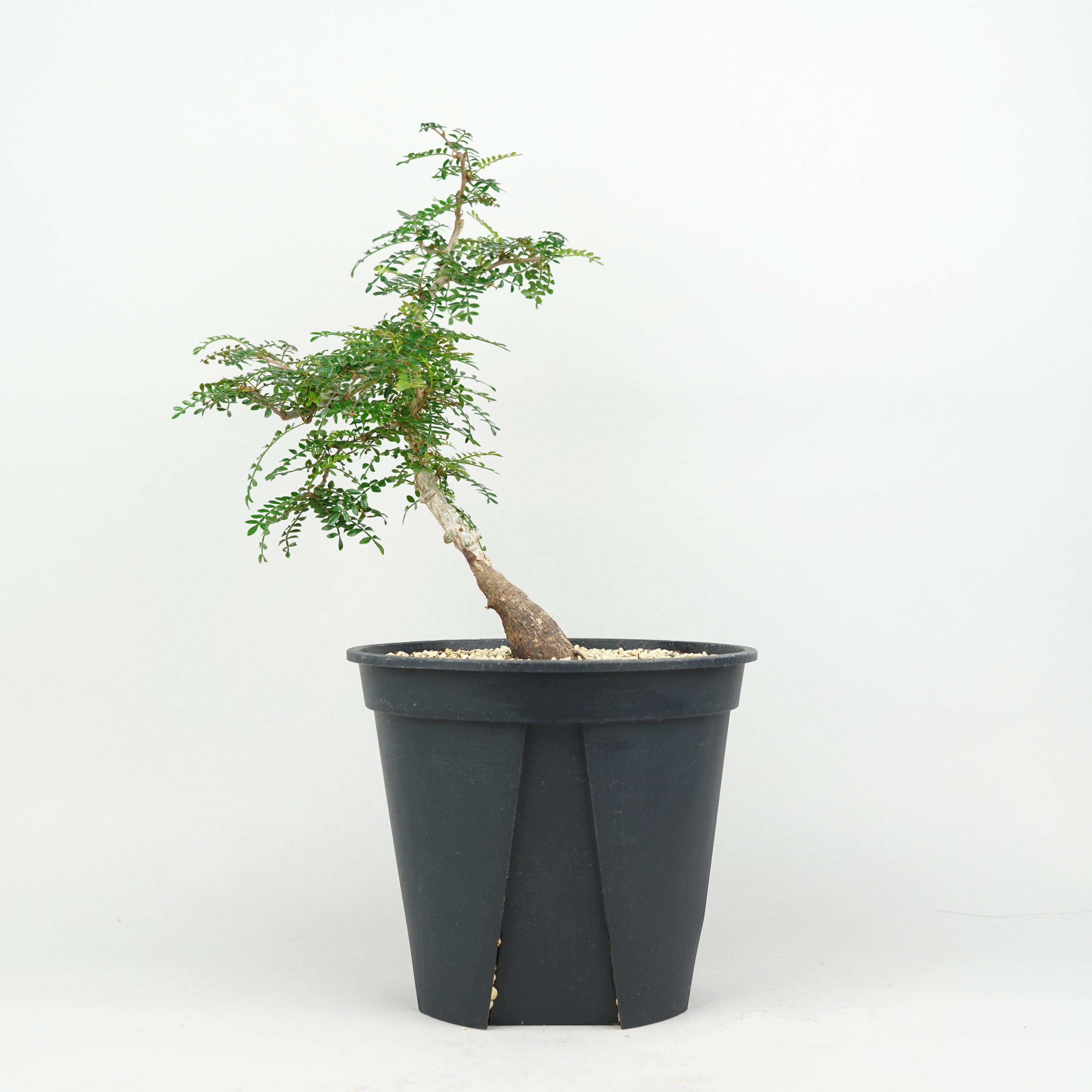 HACHI-8公式】オペルクリカリアパキプス -Operculicarya pachypus