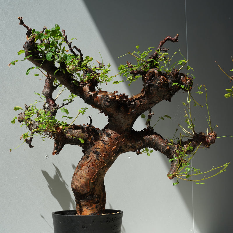 植物/灌木/すべて