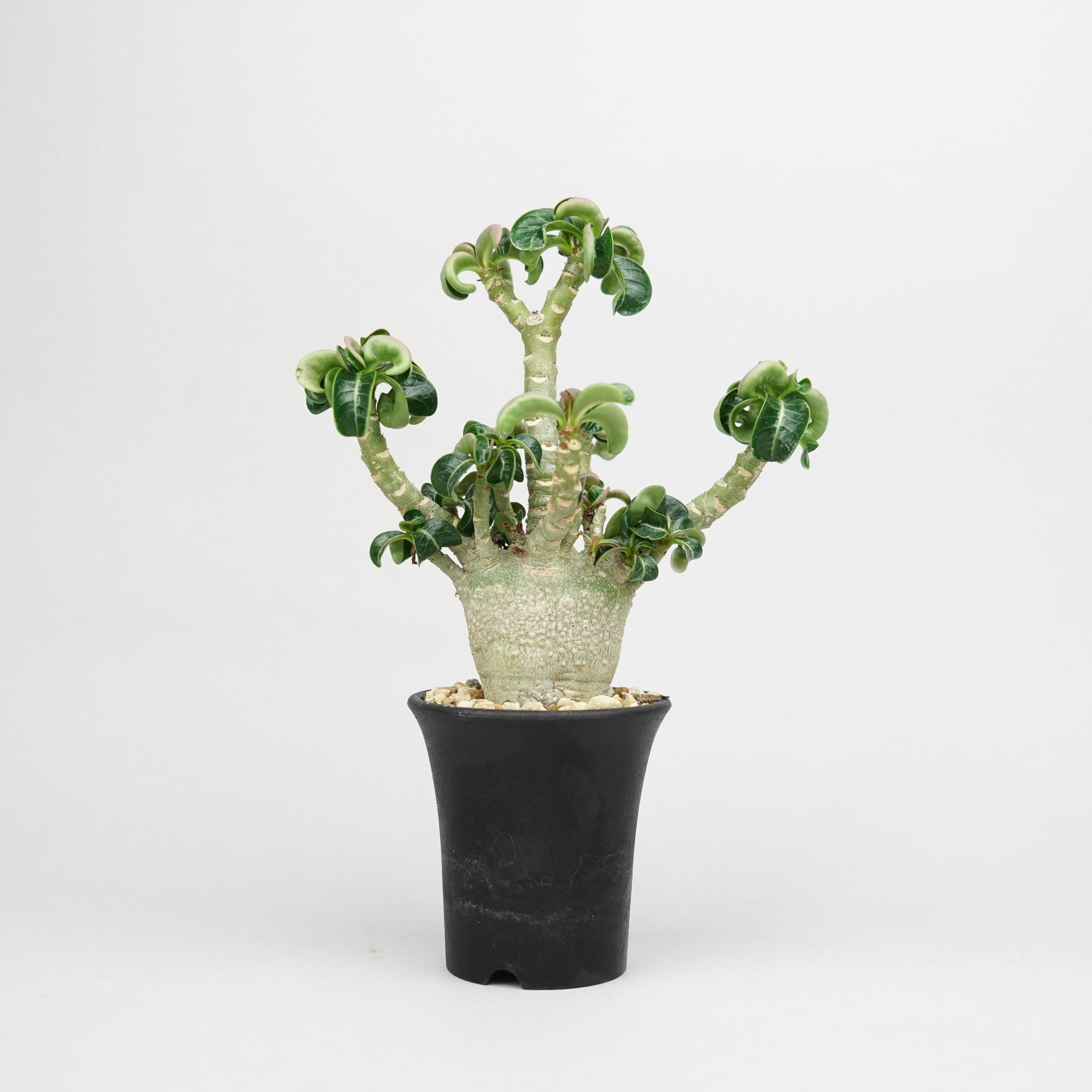 アデニウム・メデューサ・D.H.A (獅子葉)「Adenium 'Medusa' D.H.A