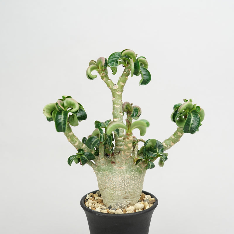 アデニウム・メデューサ・D.H.A (獅子葉)「Adenium ‘Medusa’ D.H.A」/ AD0740