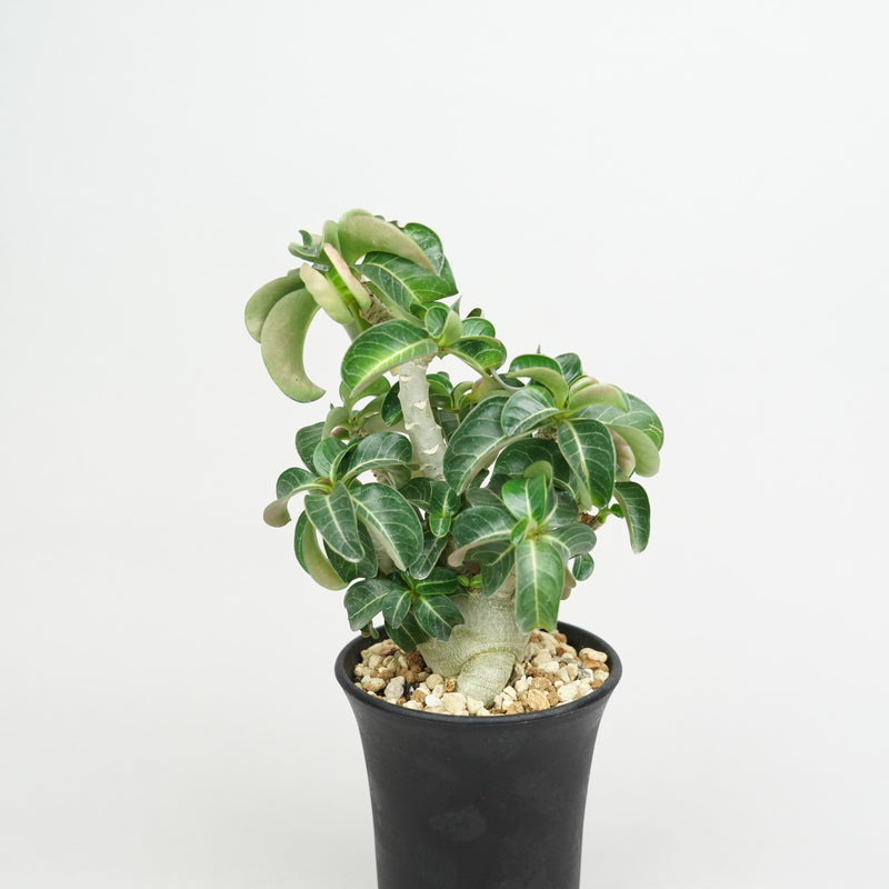 アデニウム・メデューサ・D.H.A (獅子葉)「Adenium ‘Medusa’ D.H.A」/ AD0478