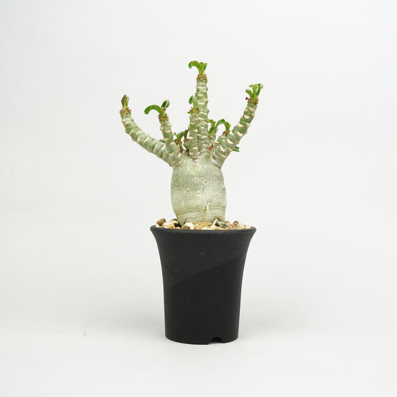 アデニウム・メデューサ・D.H.A (獅子葉)「Adenium ‘Medusa’ D.H.A」/ AD0688