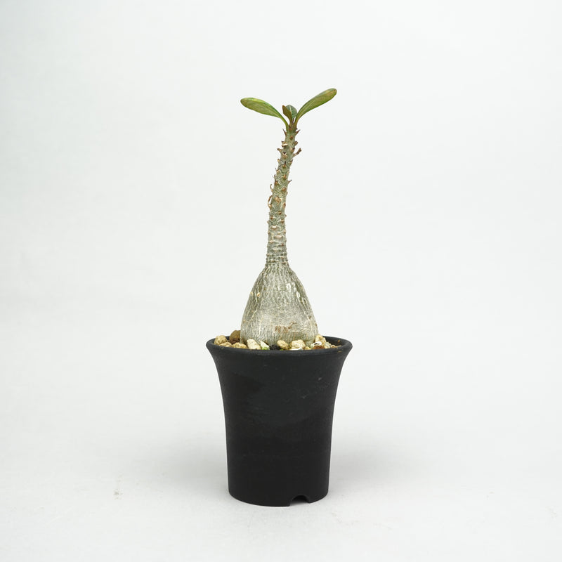 アデニウム・ソコトラナム「Adenium Socotranum」/AD0566