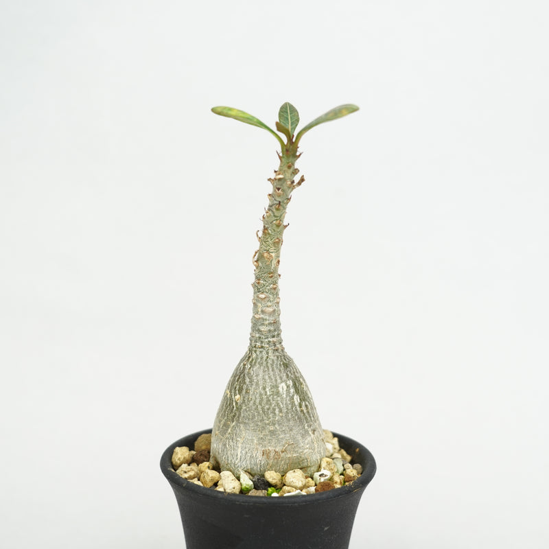 アデニウム・ソコトラナム「Adenium Socotranum」/AD0566