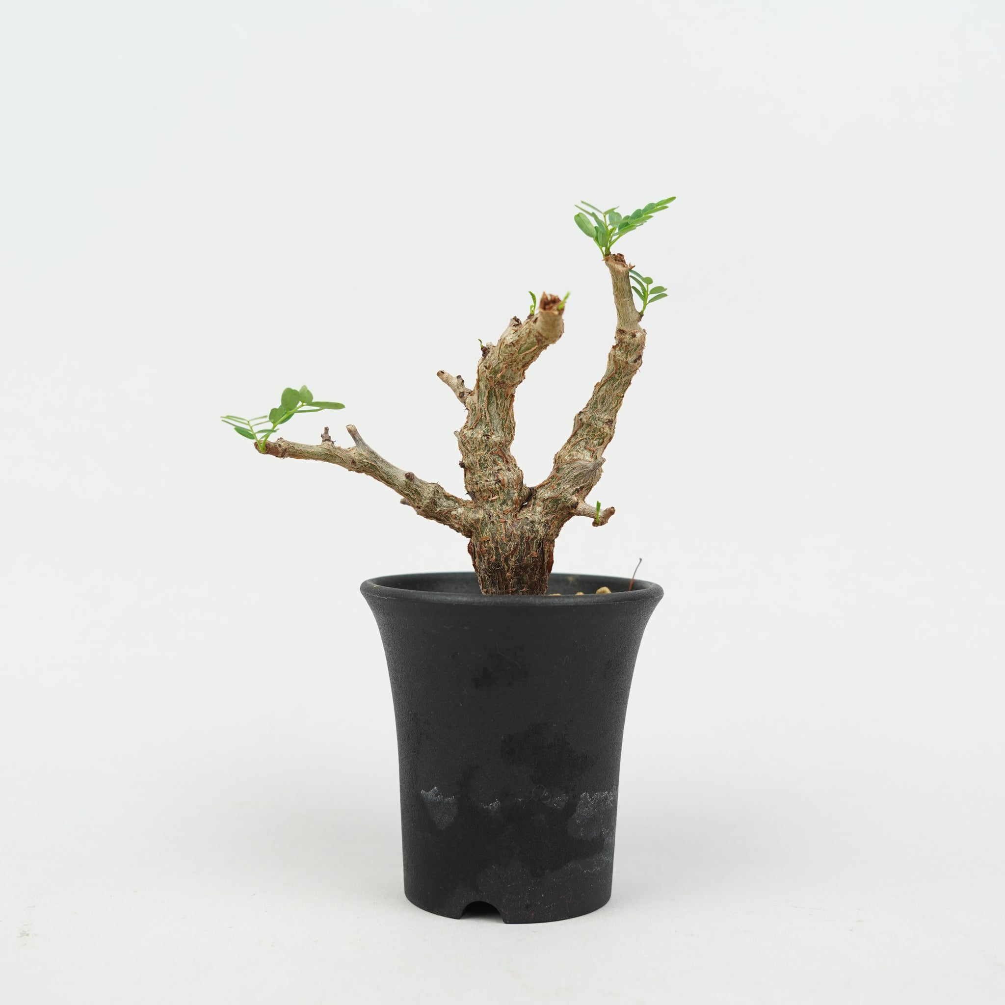 植物/灌木/センナメリディオナリス – Hachi-8