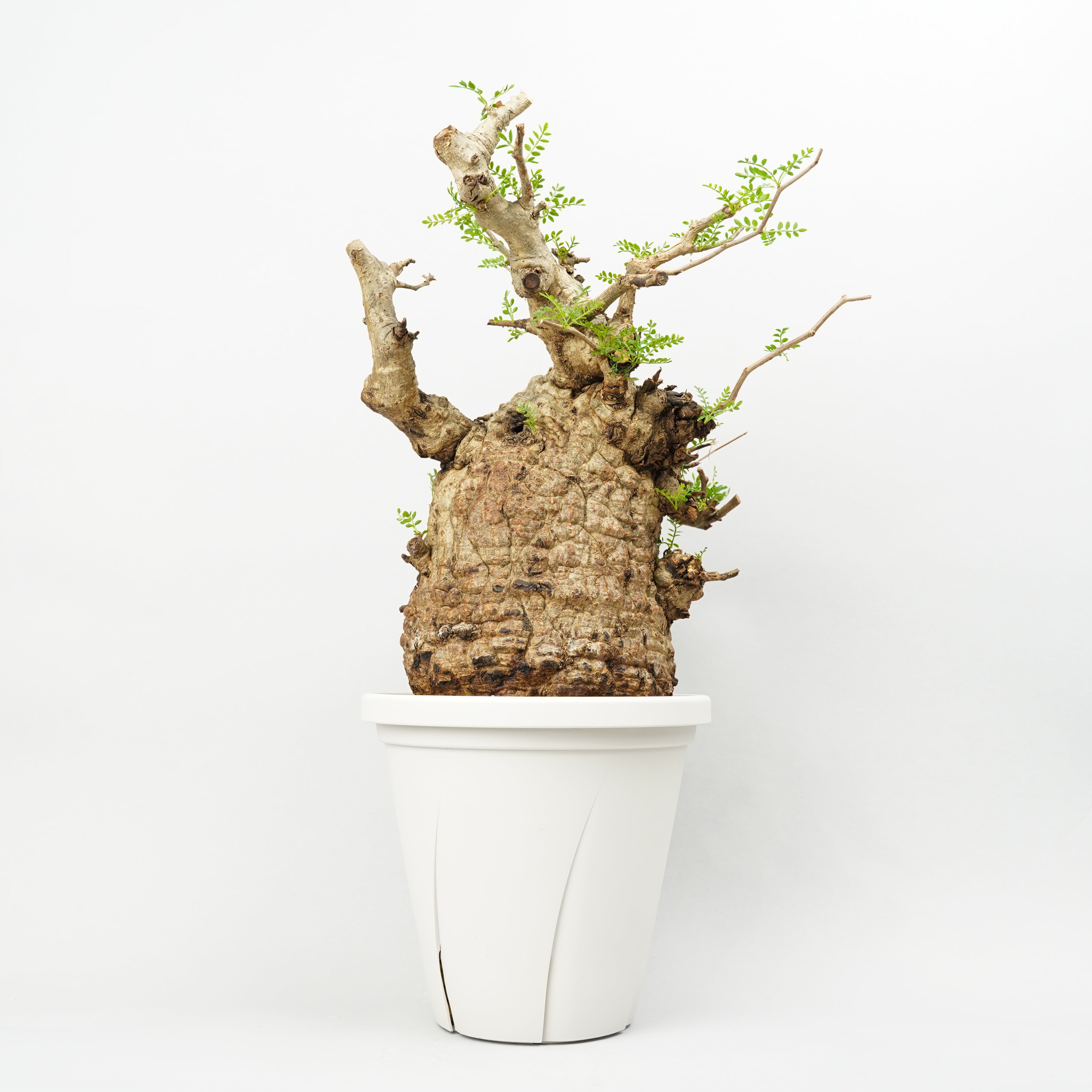 HACHI-8公式】オペルクリカリアパキプス -Operculicarya