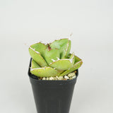  4