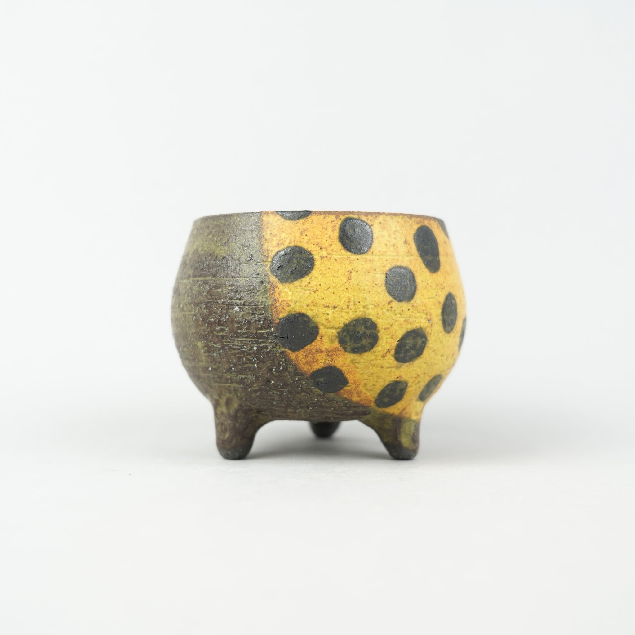 鉢と植物専門店 HACHI-8【公式通販】｜塊根植物・パキポディウム