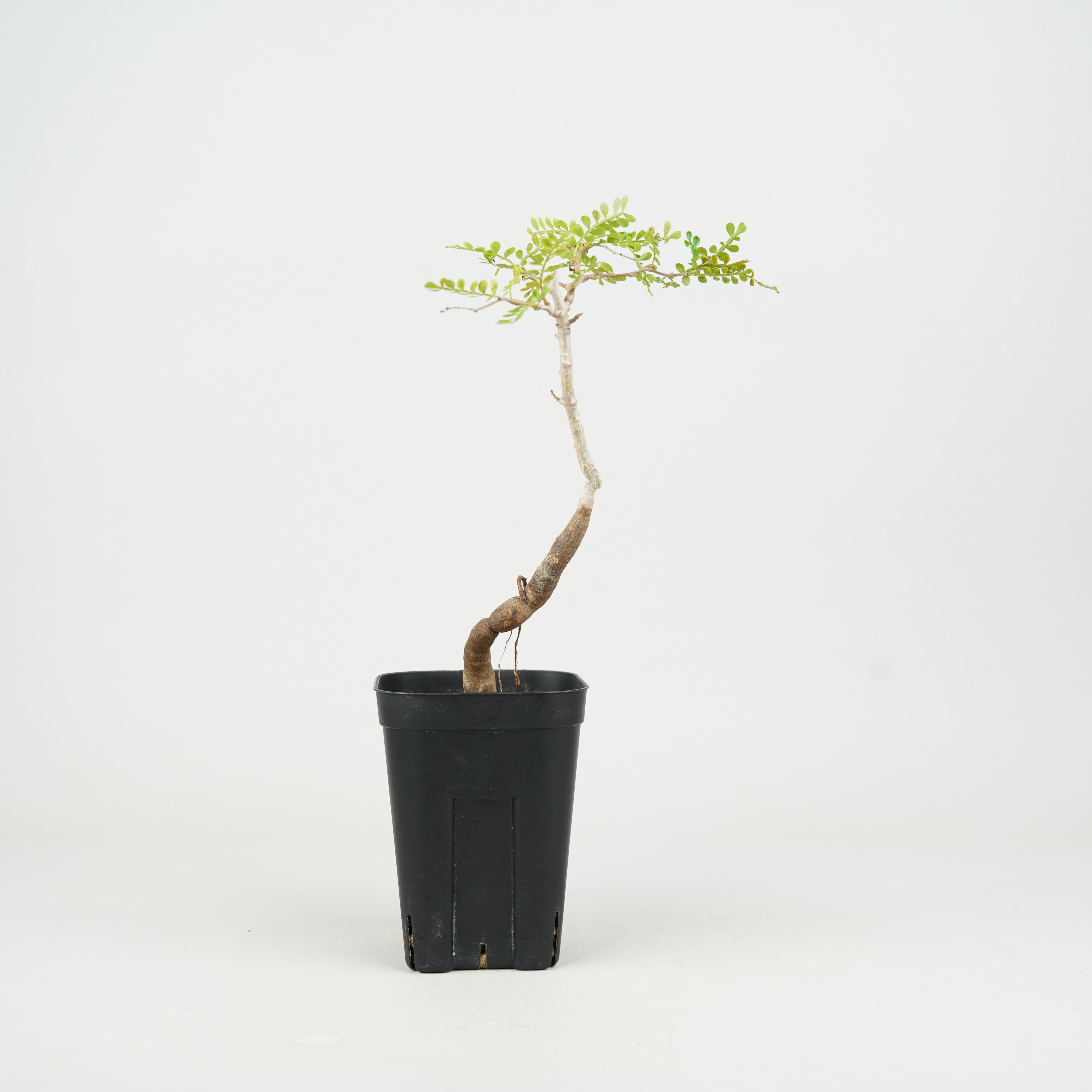 植物/オペルクリカリア/パキプス実生・根差し – Hachi-8