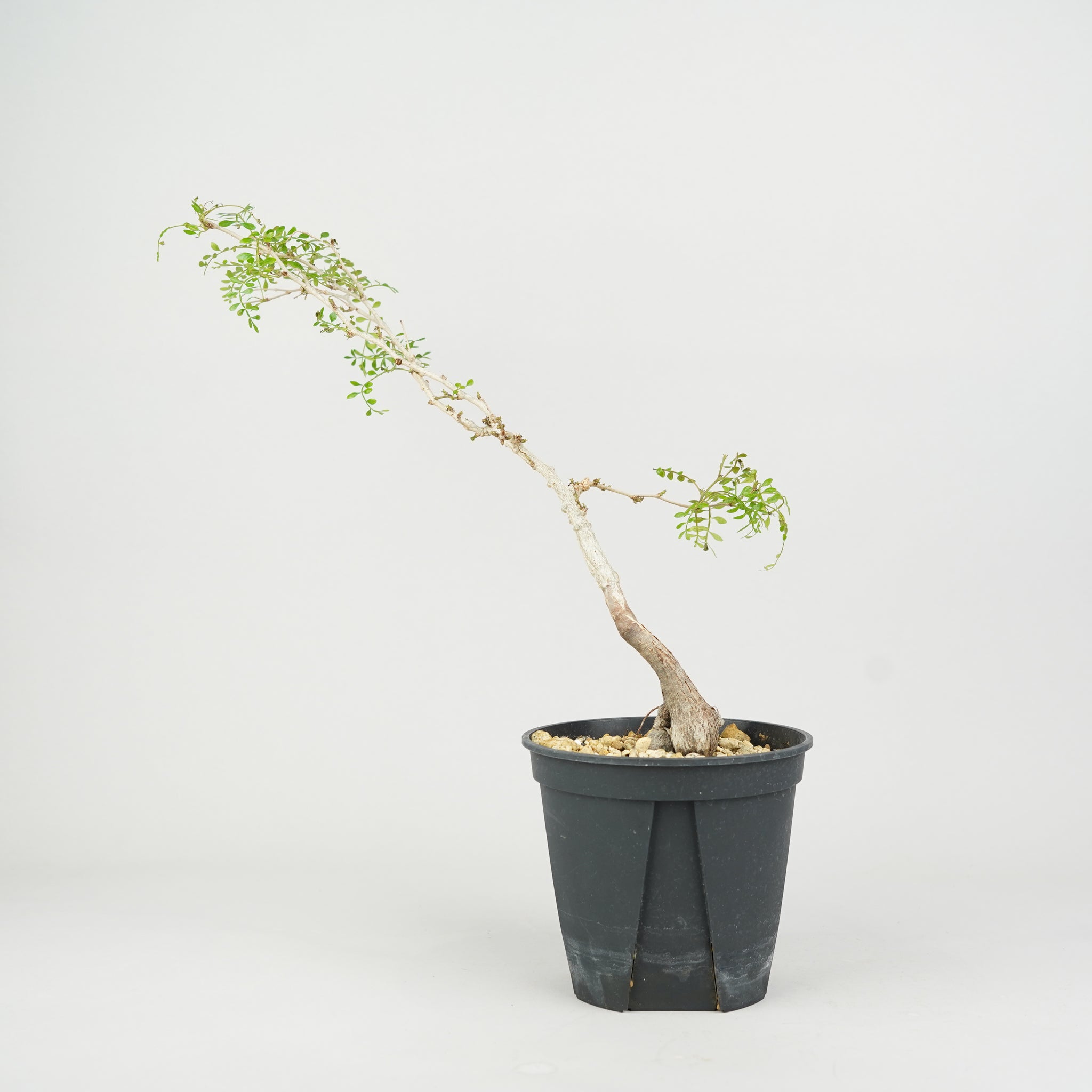 植物/オペルクリカリア/パキプス実生・根差し – Hachi-8