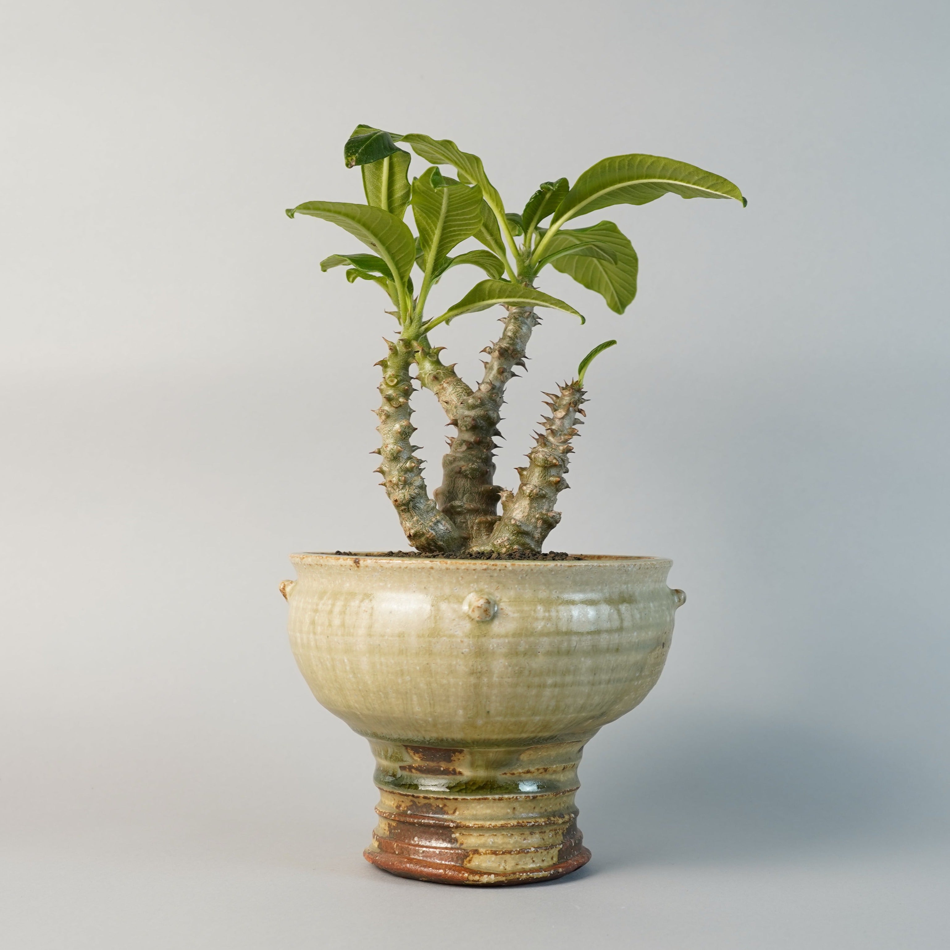 plantpot – Hachi-8
