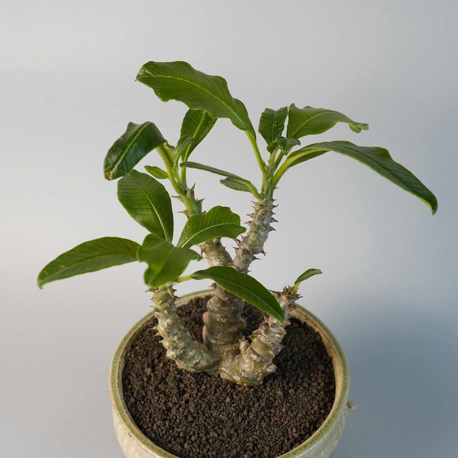 パキポディウム ウィンンゾリー「Pachypodium windsorii」/PA0044×鉢 