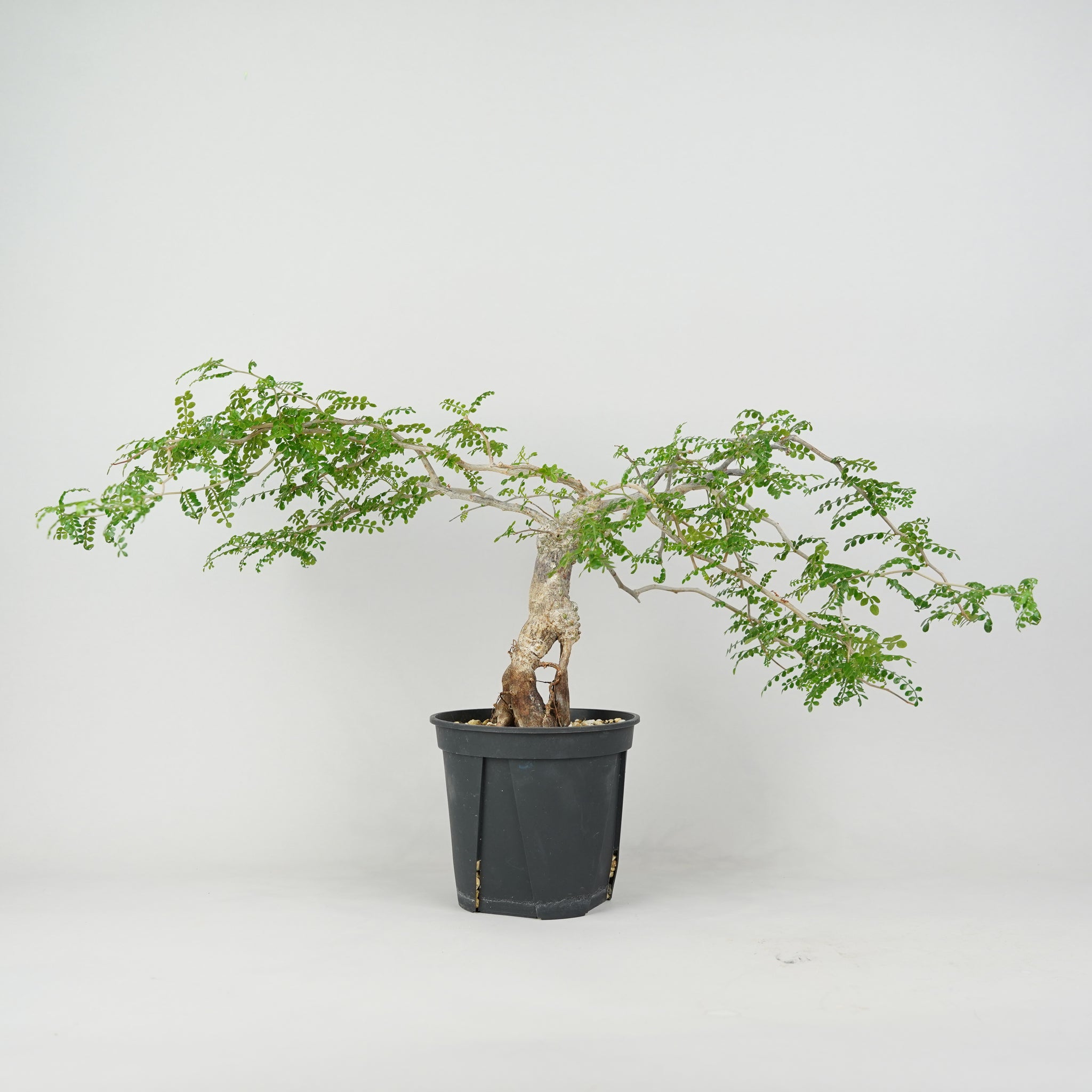 8ぱ オペルクリカリア パキプス 8/26 入荷 Operculicarya pachypus