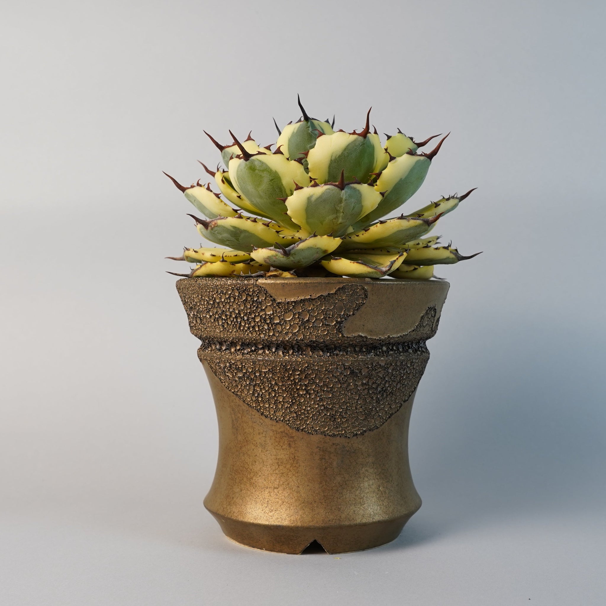 アガベ 王妃雷神錦 スーパークラウン「Agave potatorum f.variegata super crown」/AG0124+鉢4nWH75　③
