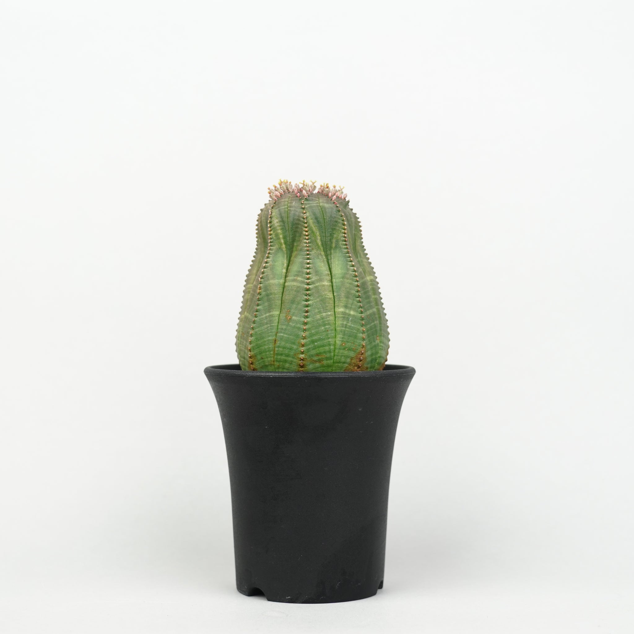 植物/ユーフォルビア/オベサ – Hachi-8