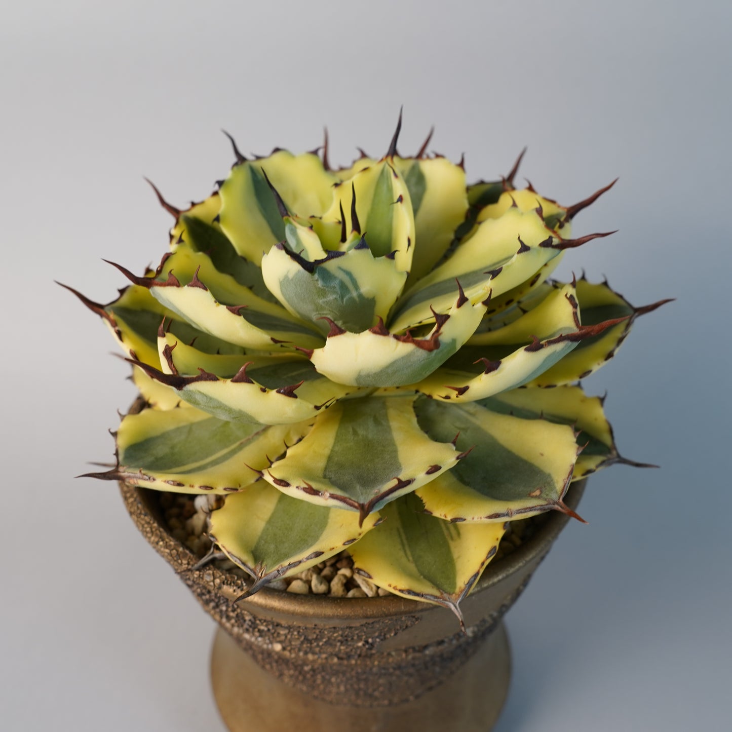 アガベ 王妃雷神錦 スーパークラウン「Agave potatorum f.variegata super crown」/AG0124+鉢4nWH75　③