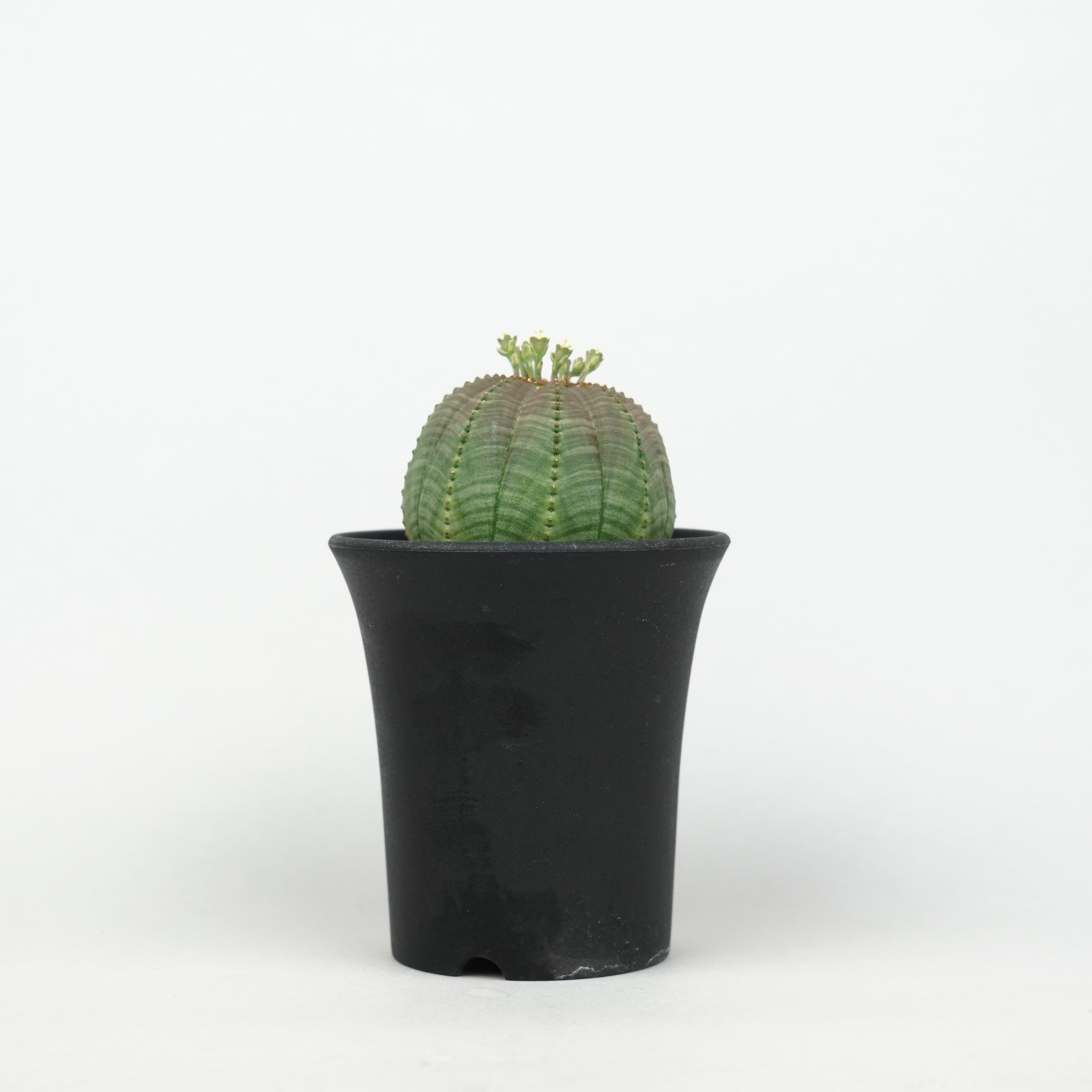 ユーフォルビア ユーフォルビア オベサ DOMANI鉢 オベサ オールド 木質