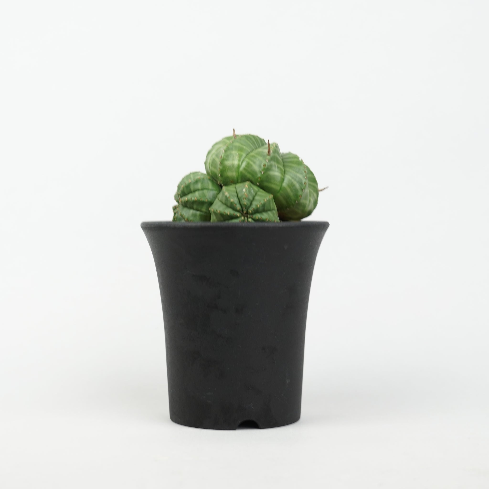 植物/ユーフォルビア/その他のユーフォルビア – Hachi-8