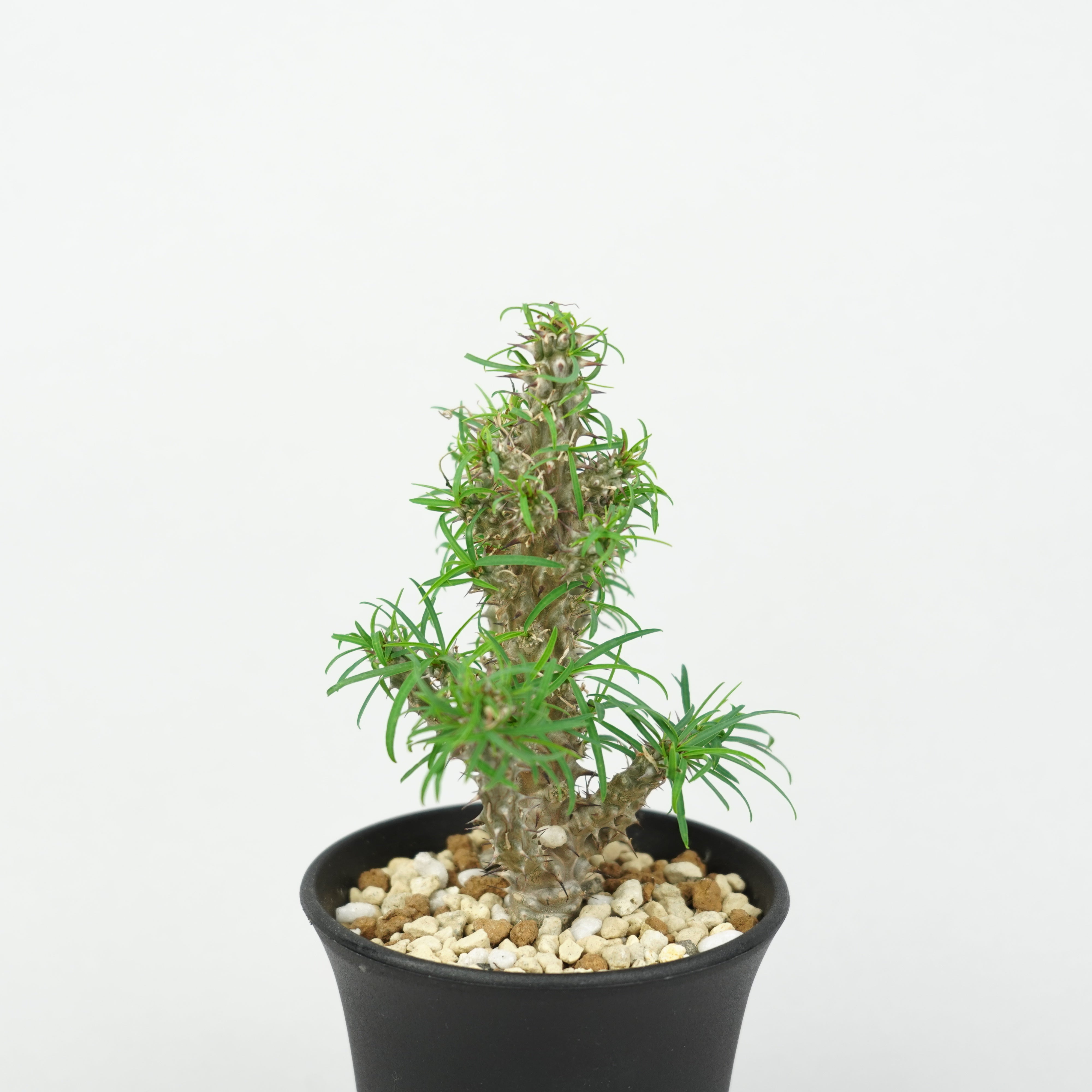 ユーフォルビア・ゴットレベイ「Euphorbia Gottlebei」/EU579 – Hachi-8